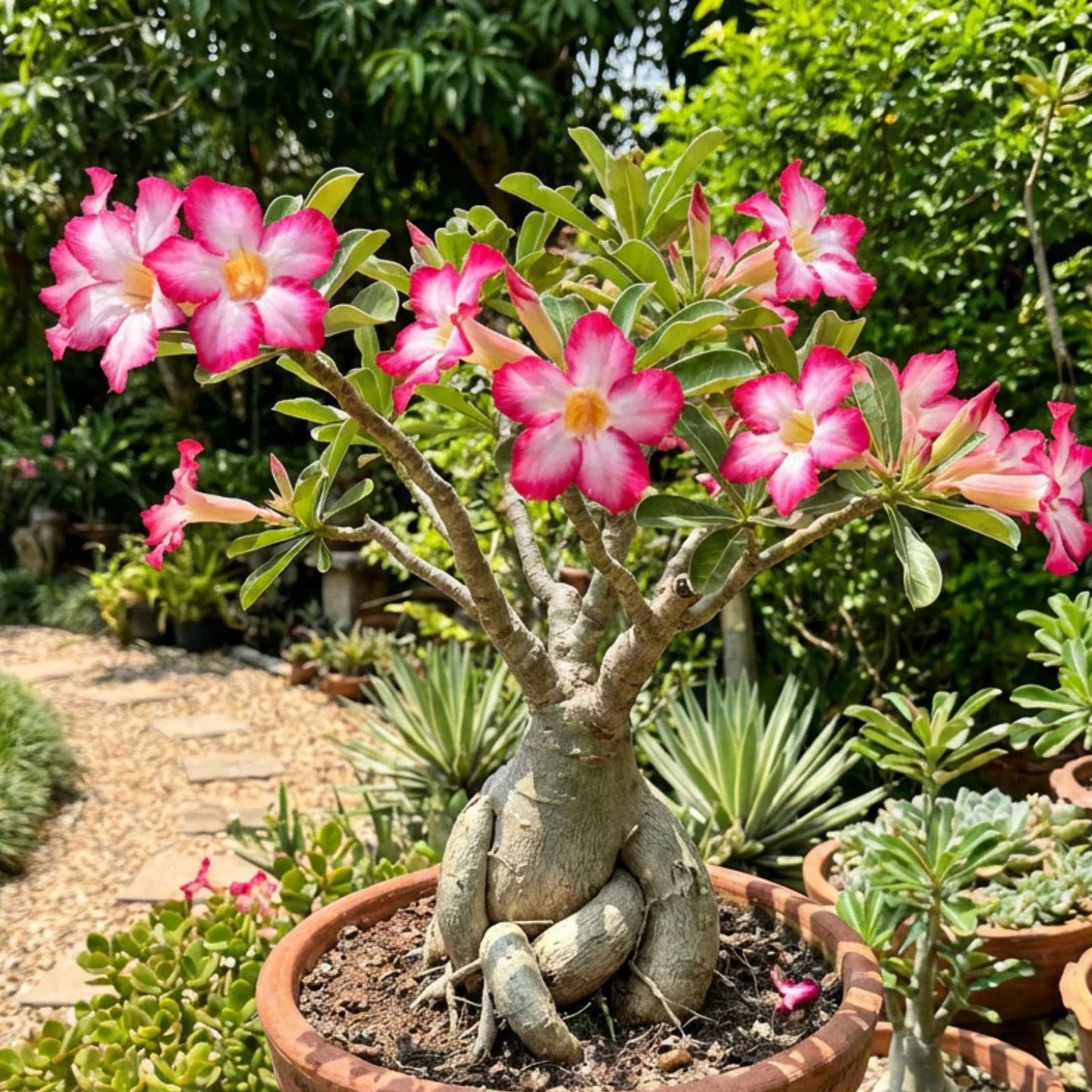 Adenium Bonsai Tree Seeds 15 Pack - Blooming Desert Rose - Adenium obesum - Easy Indoor Growth