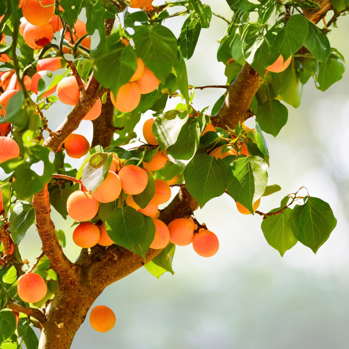 Apricot Tree Seeds 7 Pack Fast Growing, Fragrant Pink Blooms, Prunus armeniaca, Hardy Zones 3 7, Self Pollinating