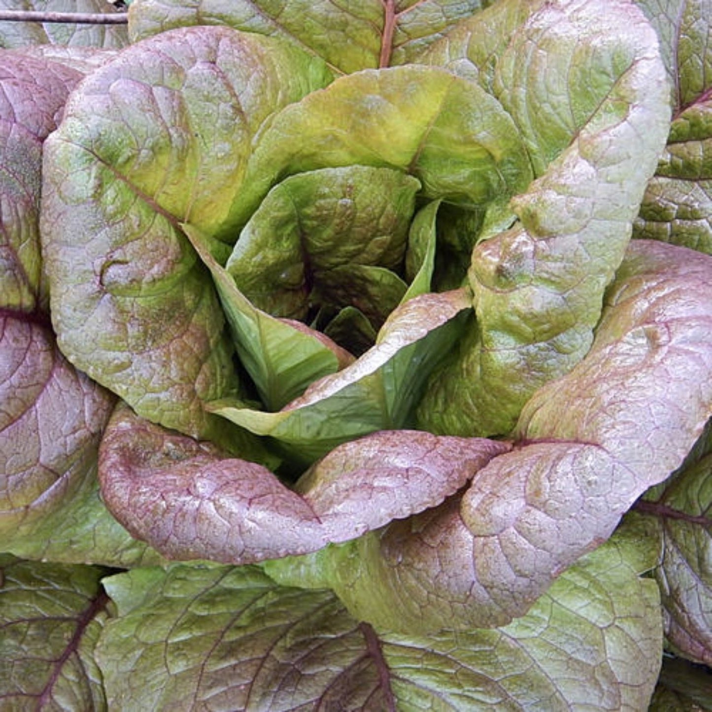 Cimmaron Romaine Seeds - NON-GMO Heirloom, 850+ Seeds, Organic Lettuce for Home Gardening, Lactuca sativa