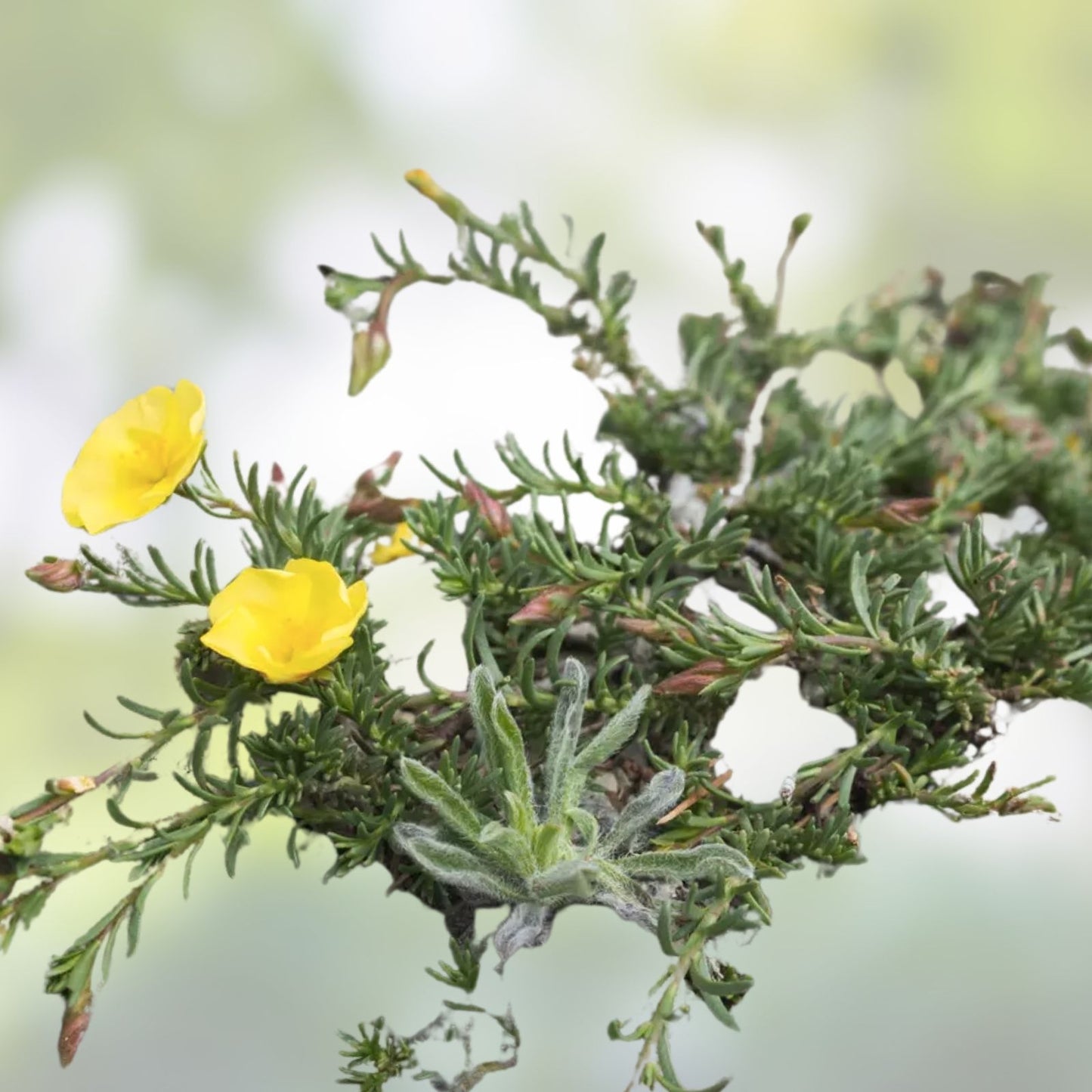 Dwarf Creeping Rock Rose Seeds - 50 Pack - Ground Cover Plant - Fumana procumbens - Low Growing, Blooming, Hardy Plant
