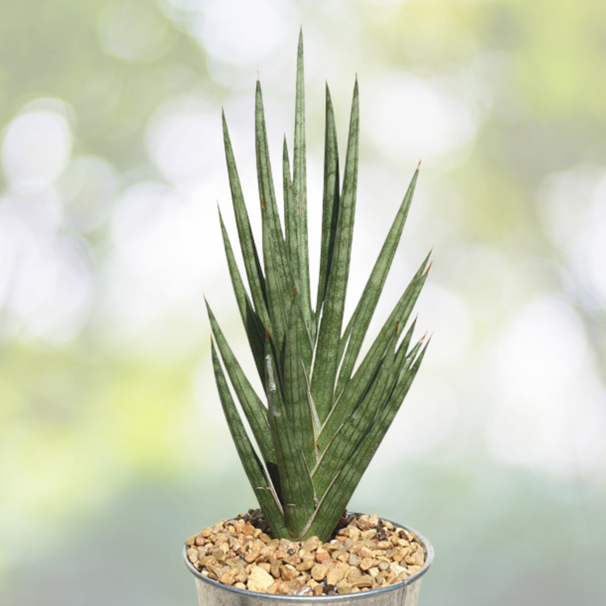 Spiked Snake Plant - Sansevieria francisii - Rare Kenyan Succulent - Low Maintenance Indoor Houseplant - Drought Tolerant