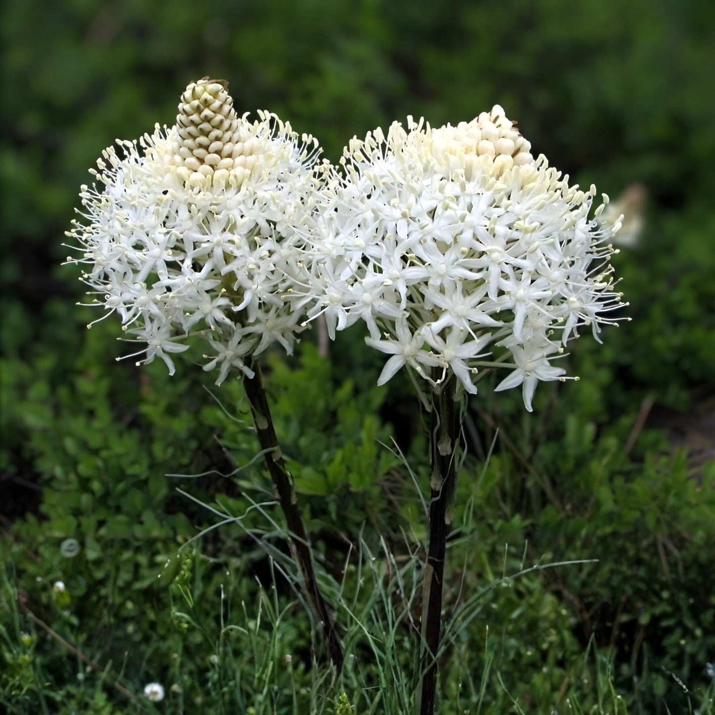 Bear Grass Seeds 50 Pack - Exotic Flowering Xerophyllum tenax Native Perennial Plant for Landscaping and Gardens
