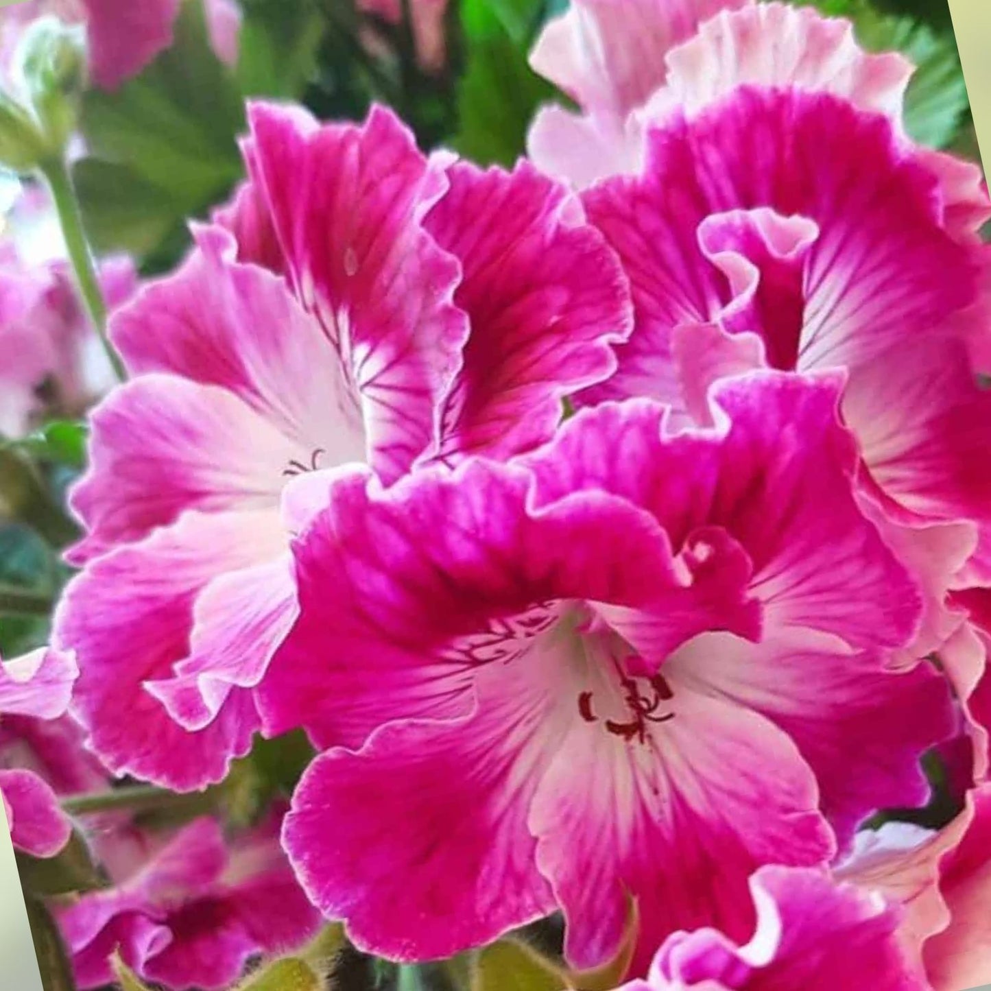 Martha Washington Geranium Cuttings - 6 Fresh Pelargonium Plant Cuttings - Garden Flower, Indoor, Outdoor Plant Propagation