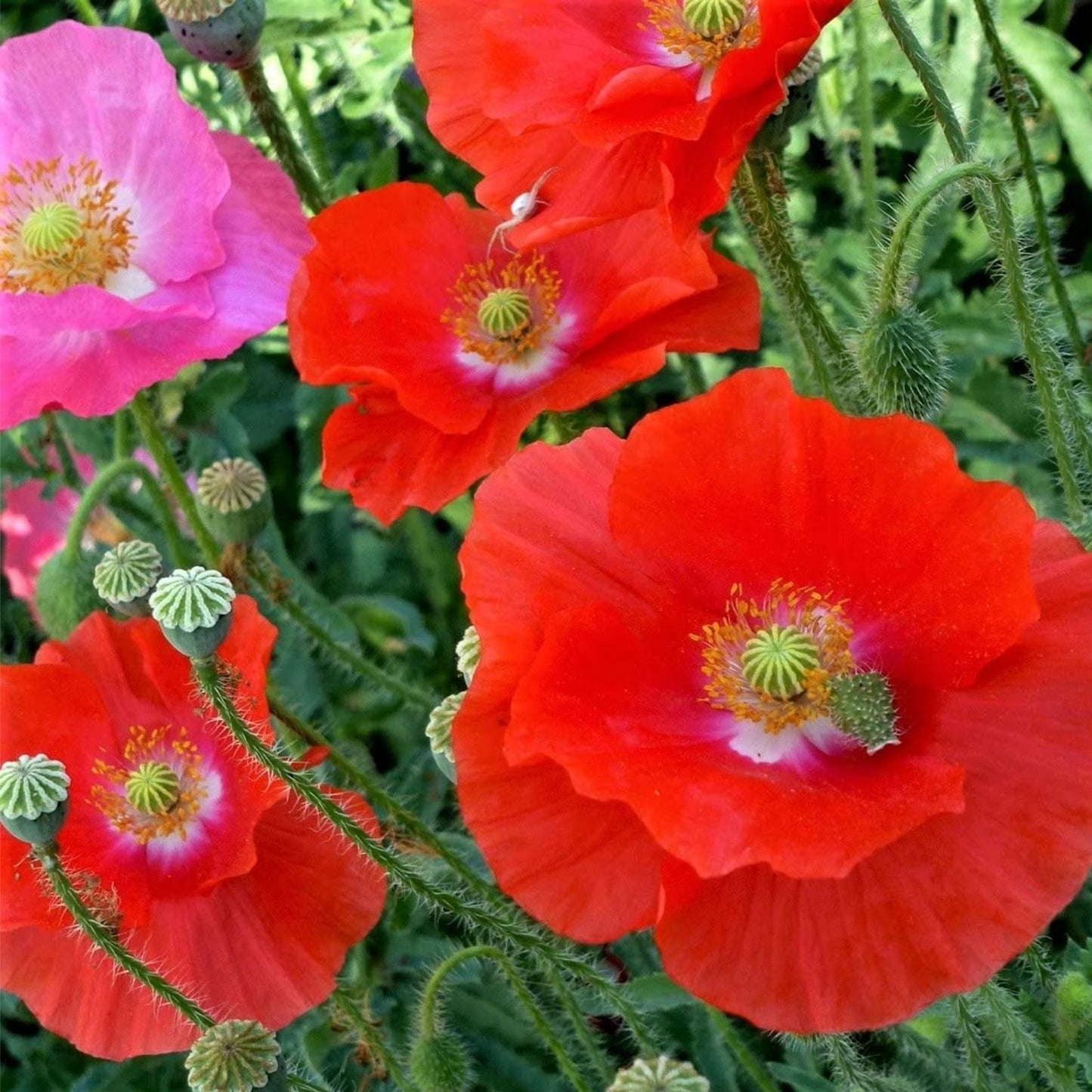 Red Poppy Seeds for Planting - 600 Count - Exotic Red Poppy (Papaver rhoeas) - Flower Seeds for Garden and Landscaping