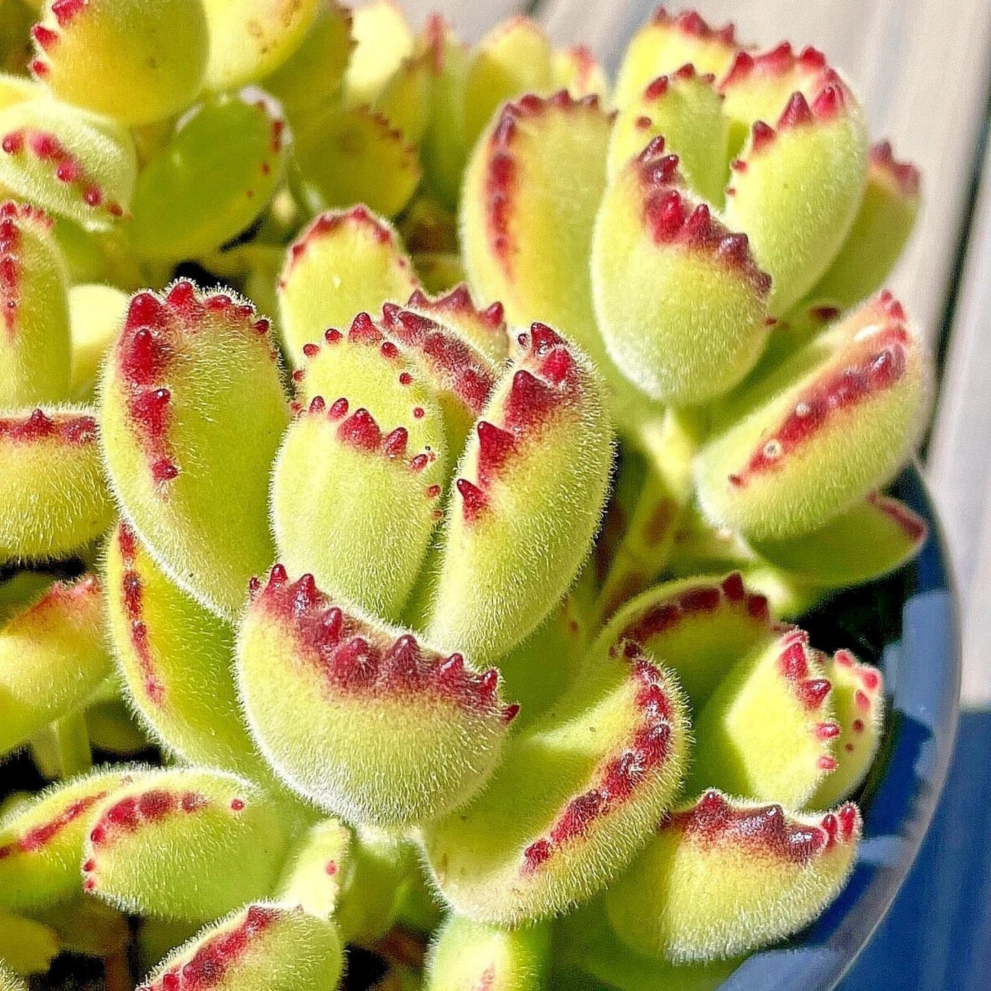 Cotyledon Variegated Bears Paw Succulent Cutting - 2-Inch Live Plant - Rare Unrooted Succulent Propagation