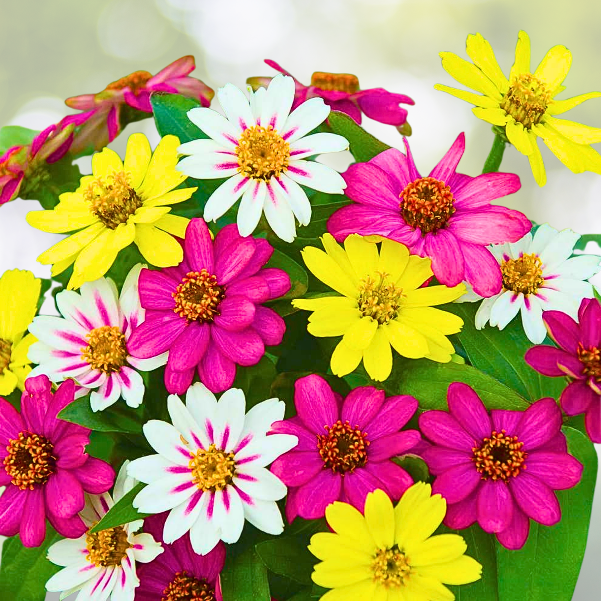 Zinnia Seeds Mix - 100 Non-GMO Pink Lemonade Variety for Songbirds, Butterflies, Hummingbirds - Zinnia elegans