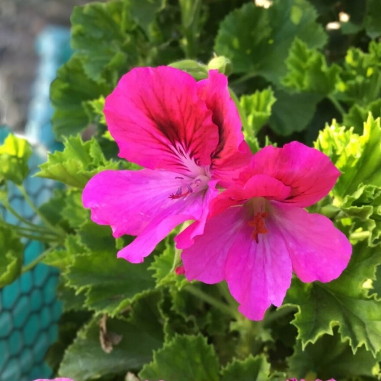 Martha Washington Geranium Cuttings – 6 Fresh Pelargonium Planting Cuttings – Garden Flowering Planting Material