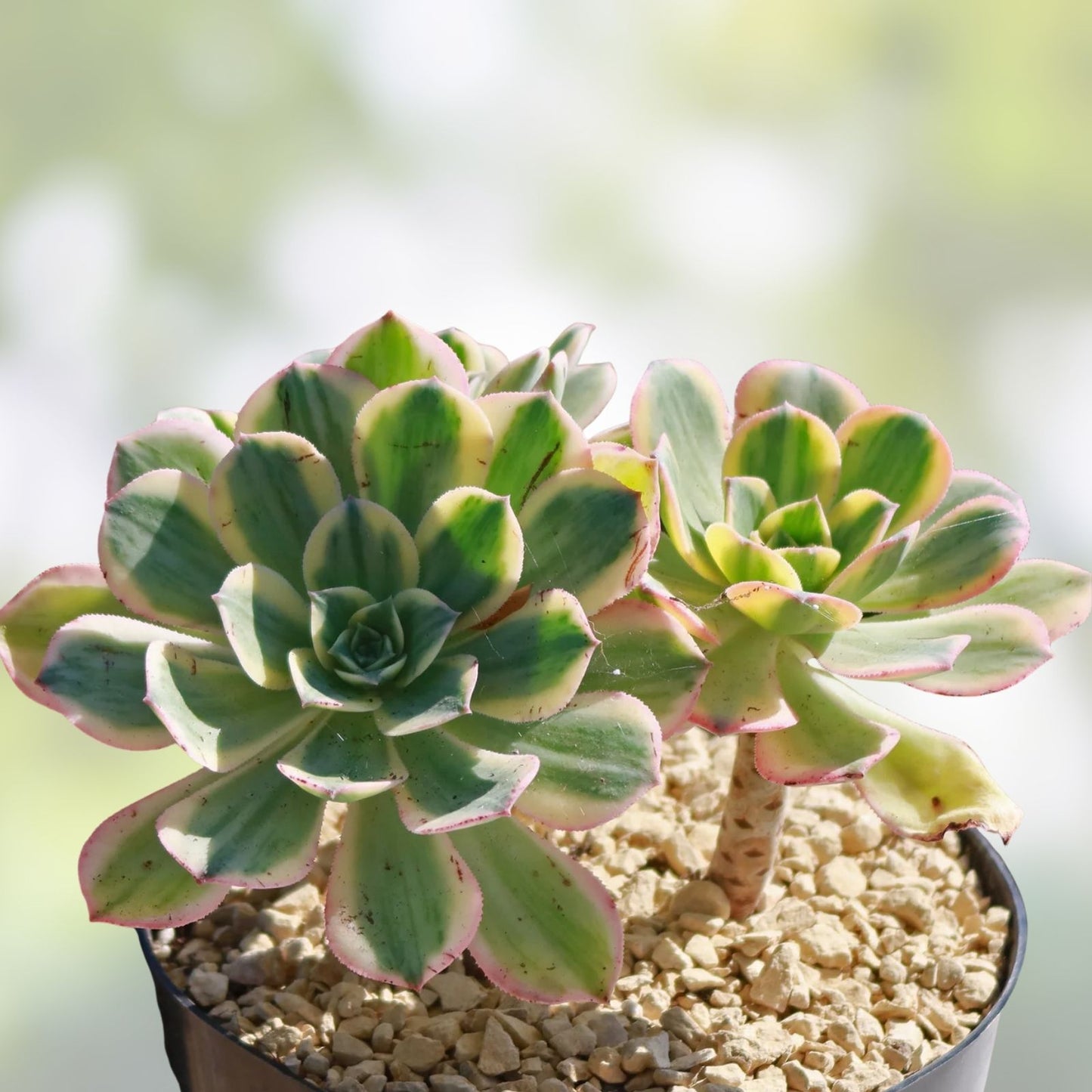 Aeonium Sunburst Variegated Succulent Plant - 2'' 4'' 6'' Indoor Houseplant - Colorful Succulent Variety