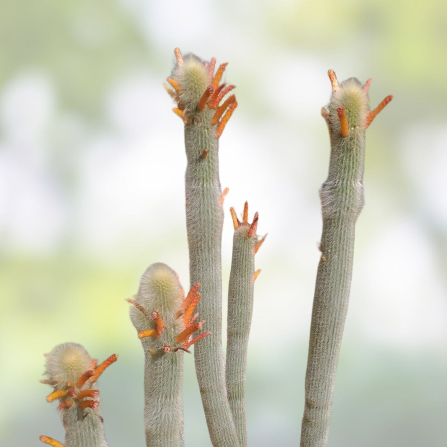 Cleistocactus Hyalacanthus Frosty Torch Silver Double Arm Rooted Rare Orange Cactus Plant