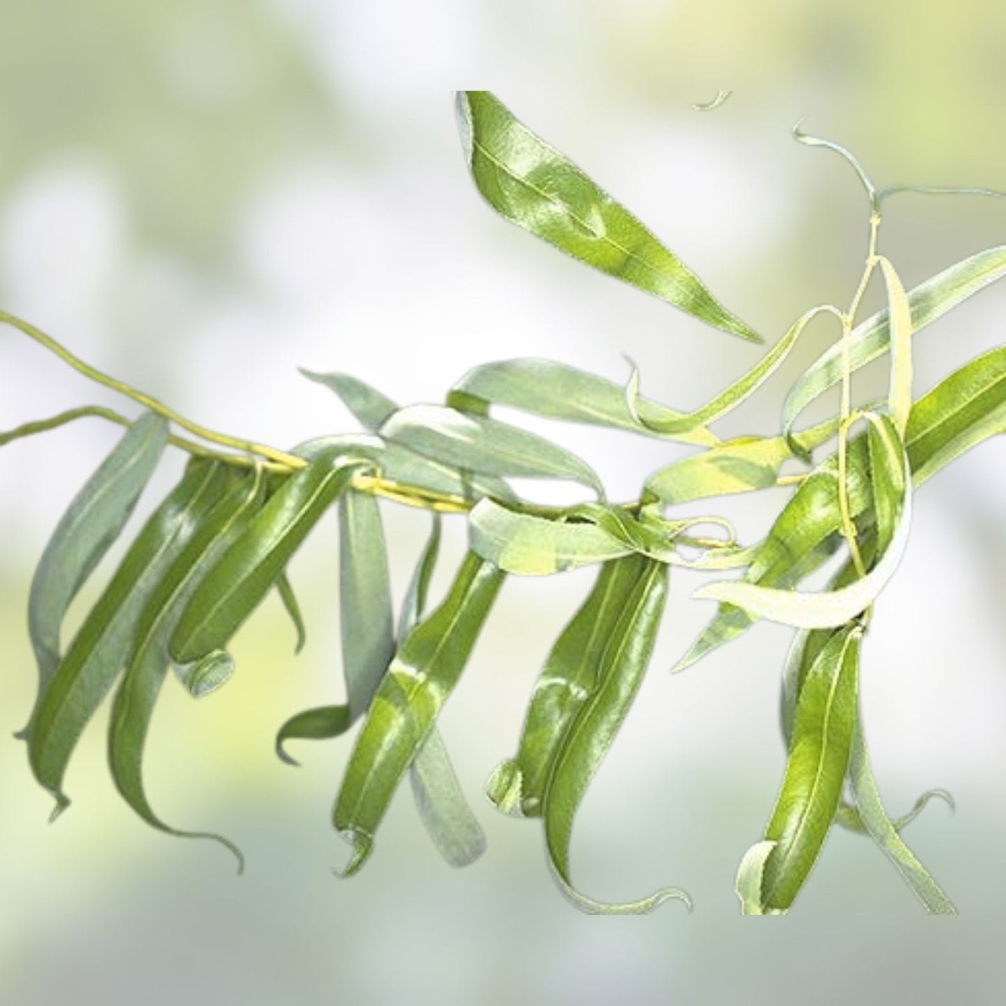 Corkscrew Willow Tree Cuttings 10 Pack, Curly Leaves & Branches, Salix matsudana 'Tortuosa'