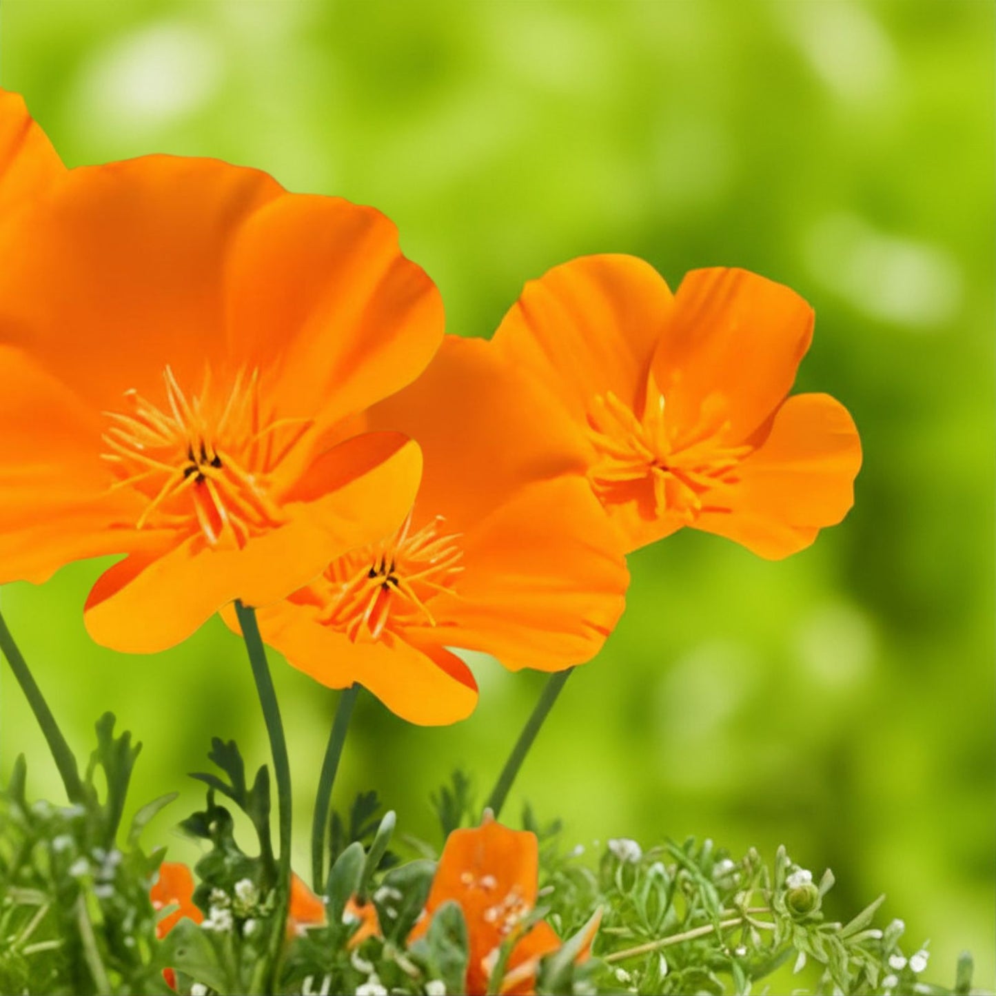 California Poppy Seeds 2,500 Count – Eschscholtzia californica – Vibrant Orange Wildflower Seeds for Garden Planting