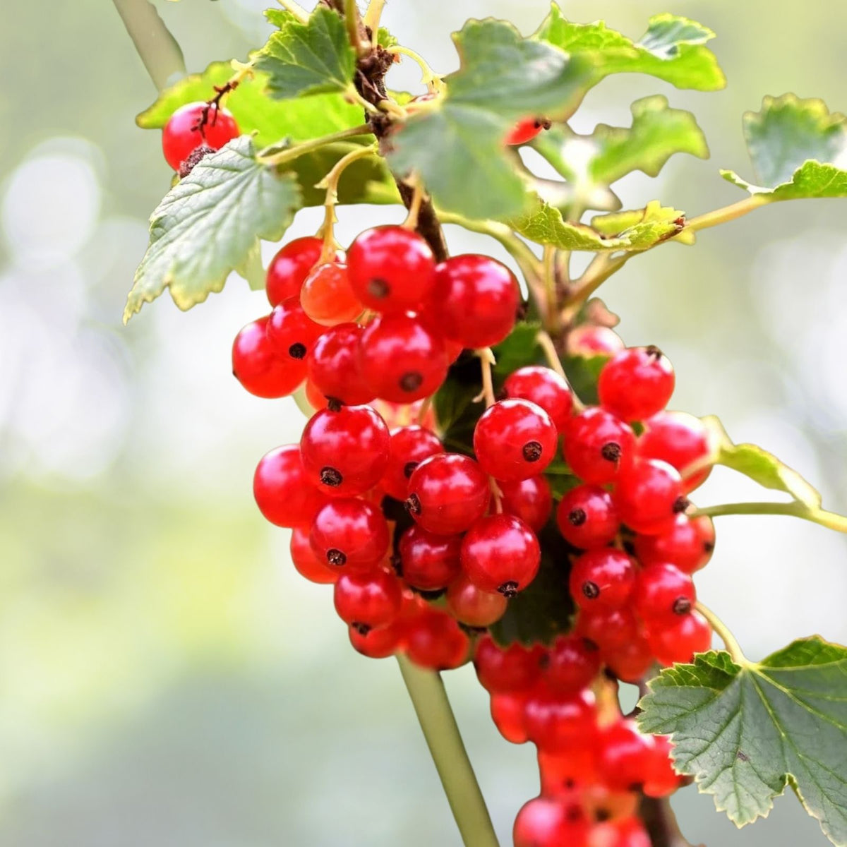 Jonkheer Van Tets Red Currant Starter Plant - Rooted, Zones 3-7 - Ribes rubrum