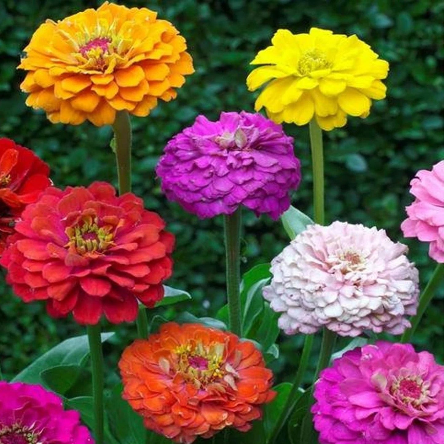 Zinnia Seeds 200+ Pumila Pompon Mix - Cut and Come Again - Zinnia elegans Flower Seeds for Garden, Pollinator, Bright Colors