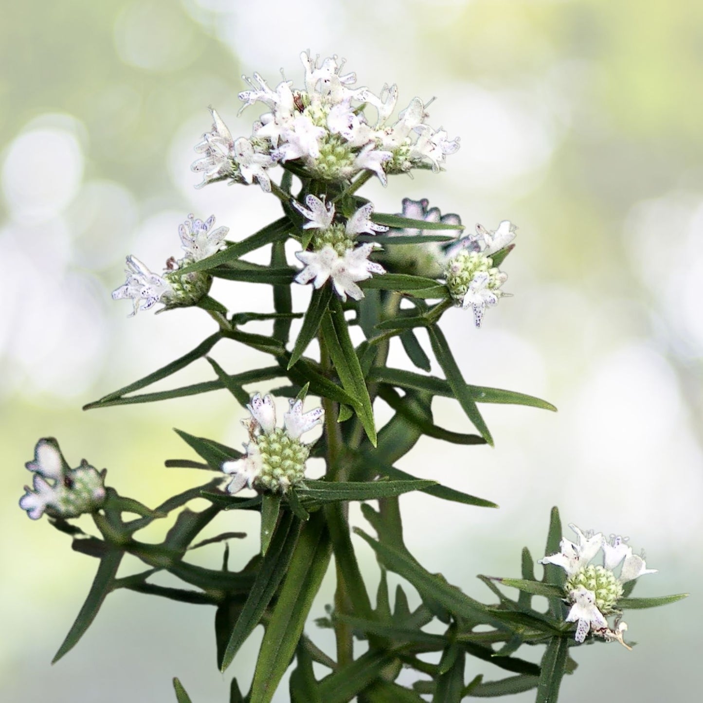 Mountain Mint Seeds - 100+ Seeds - Pycnanthemum virginianum - Aromatic Herb for Garden Planting - Free U.S. Shipping