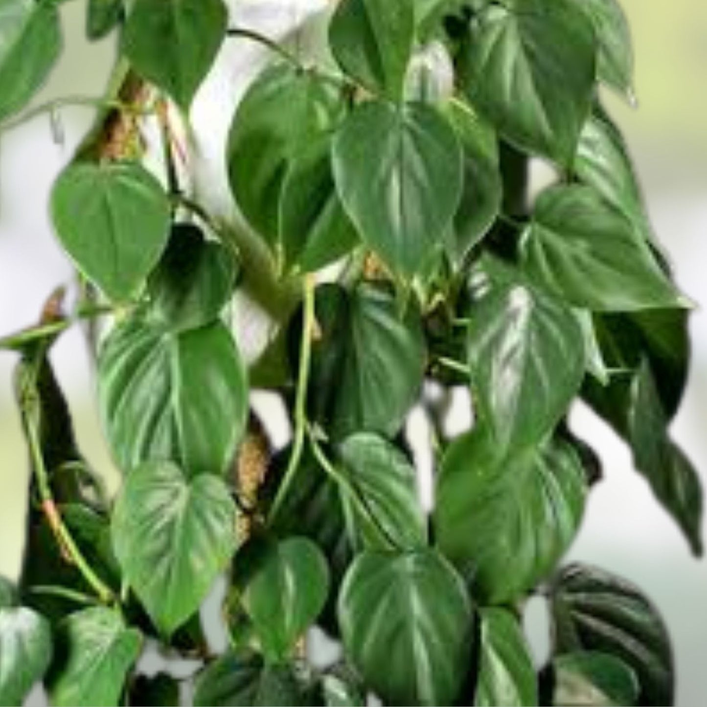 Heart Leaf Philodendron Cuttings - 10 Unrooted Live Plants - Philodendron Hederaceum - Indoor Houseplant, Trailing, Easy Care