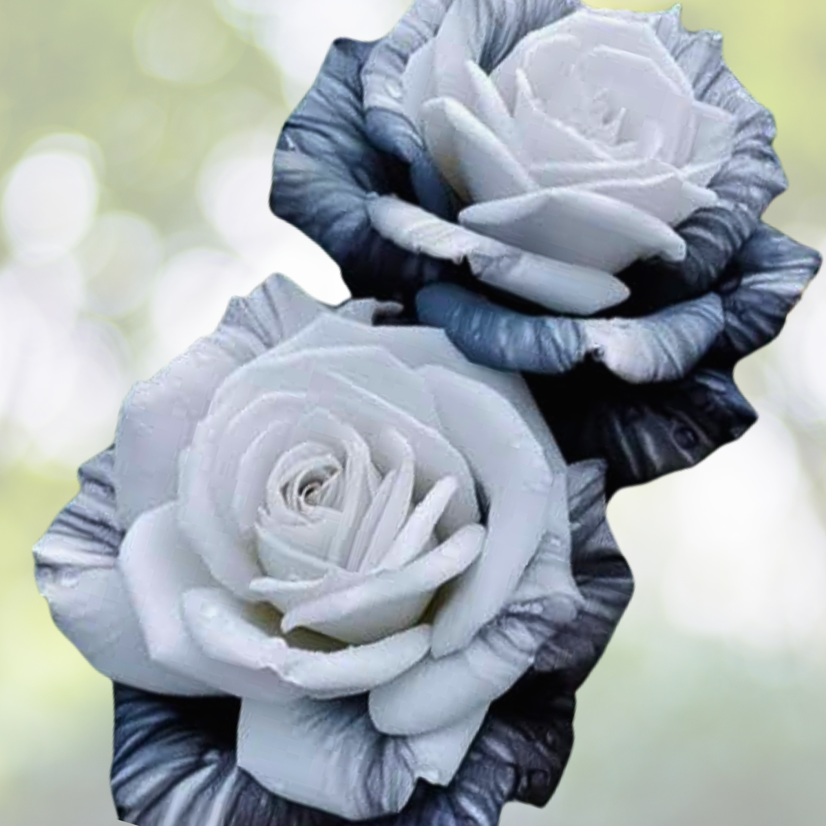 Rare Ink Rose Seeds - 20pcs Non-GMO Heirloom Variety for Your Garden - Rosa spp.
