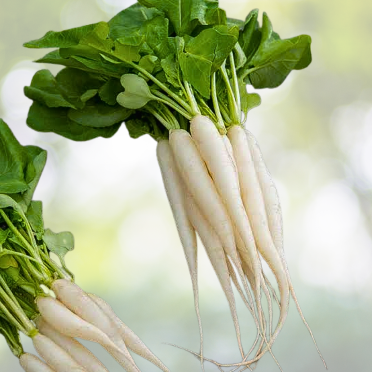 White Icicle Radish Seeds - 400pcs Heirloom Non-GMO with Planting Guide - Raphanus sativus