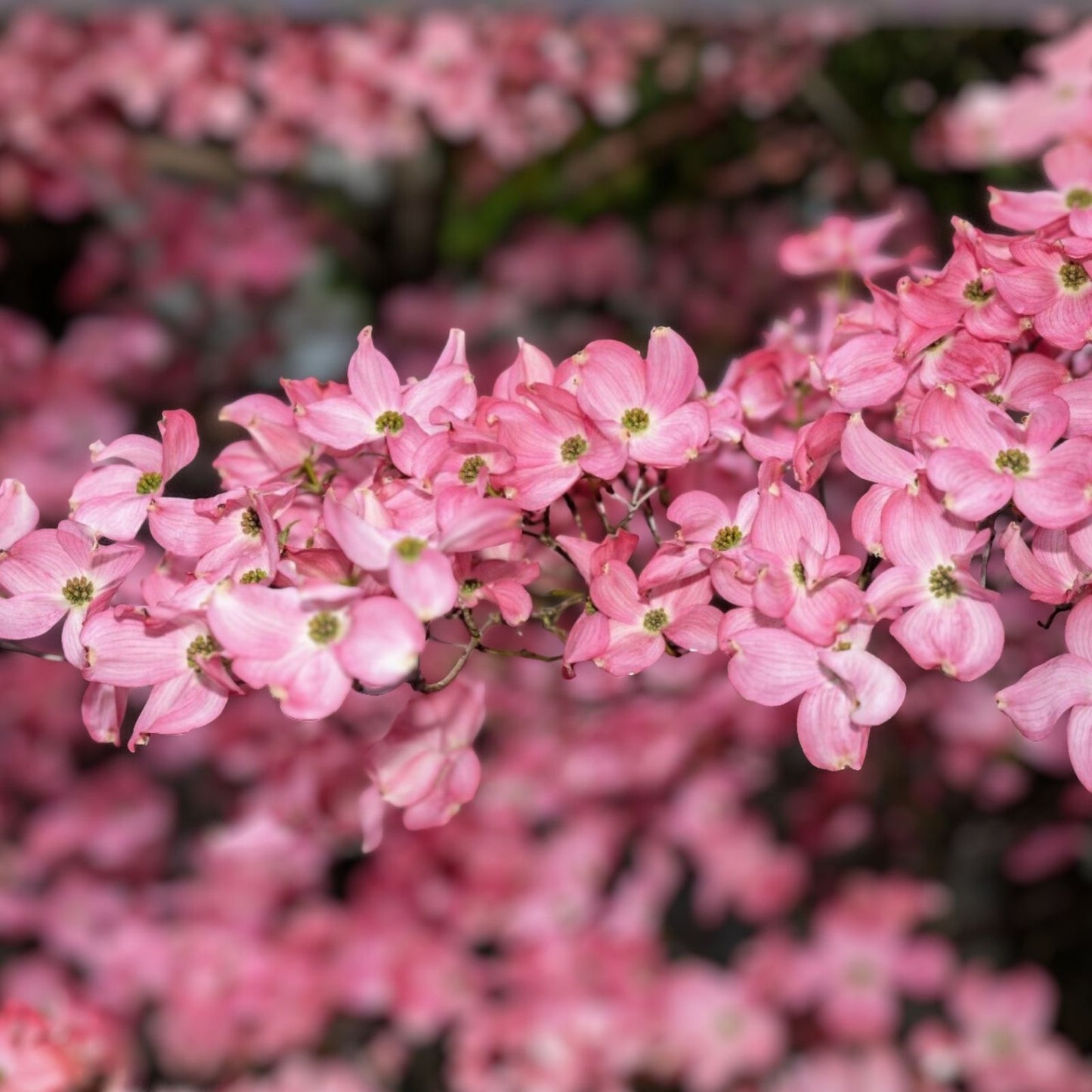 Flowering Dogwood Tree Live Plant Set of 2, 12-18" Bare Root, Cornus florida, Ornamental Flowering Tree