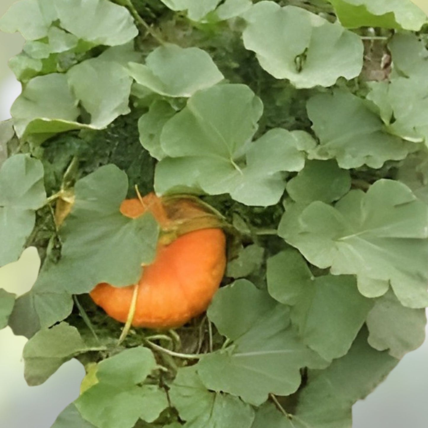 Organic Sugarcup Winter Squash Seeds – 10 Pack – Cucurbita maxima – USA Grown, Non-GMO, Heirloom, Free Shipping