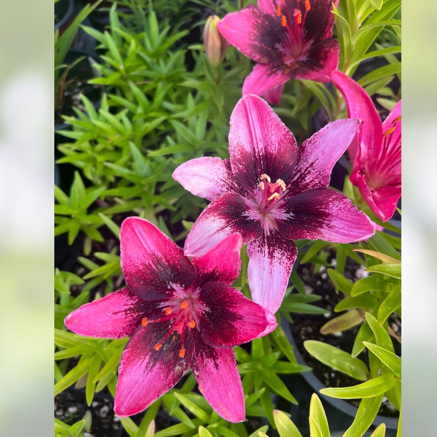 Asiatic Lily Bulb Large Pink Purple Blooms | Lilium 'Purple Dream' Deer Resistant Cut Flowers Zones 3-8