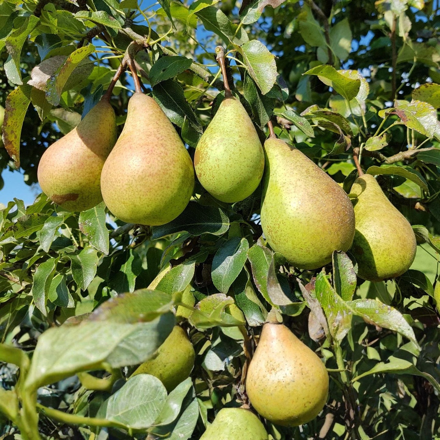 Pear Tree Cuttings 5-Pack for Propagation, Bartlett Variety, Easy to Root, Pyrus communis