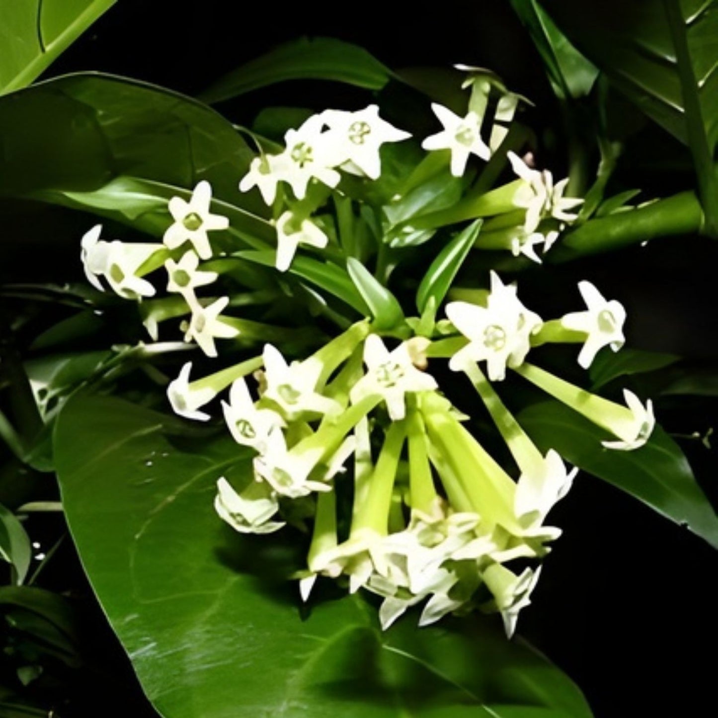 Night Blooming Jasmine Plant in 5" Pot, Cestrum nocturnum, Tropical Fragrant Flowering Shrub, Indoor Outdoor Garden Plant