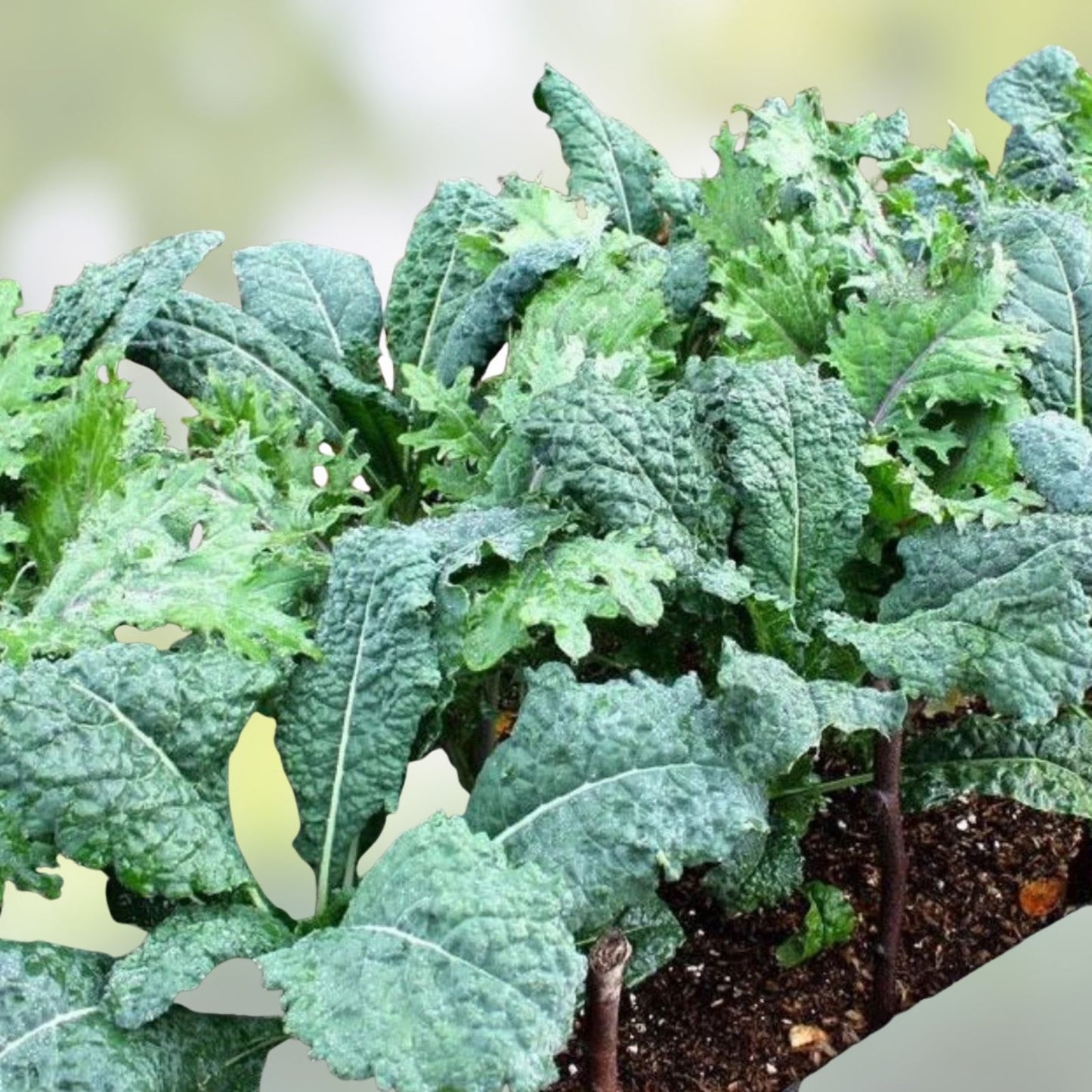 Non-GMO Kale Seeds 1000 Count – Premier Salad and Cooking Variety Brassica oleracea