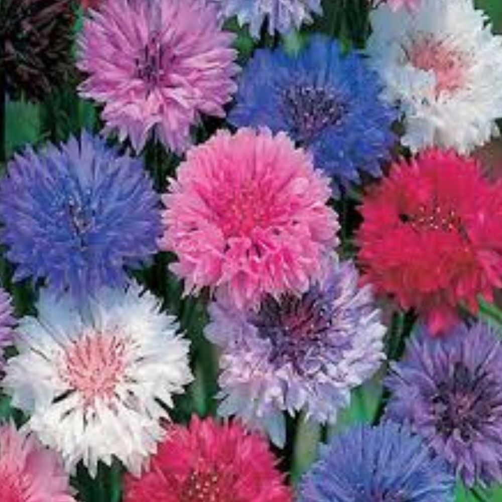 Bachelor Button Seeds 200 Organic Polka Dot Mix Centaurea cyanus USA Grown
