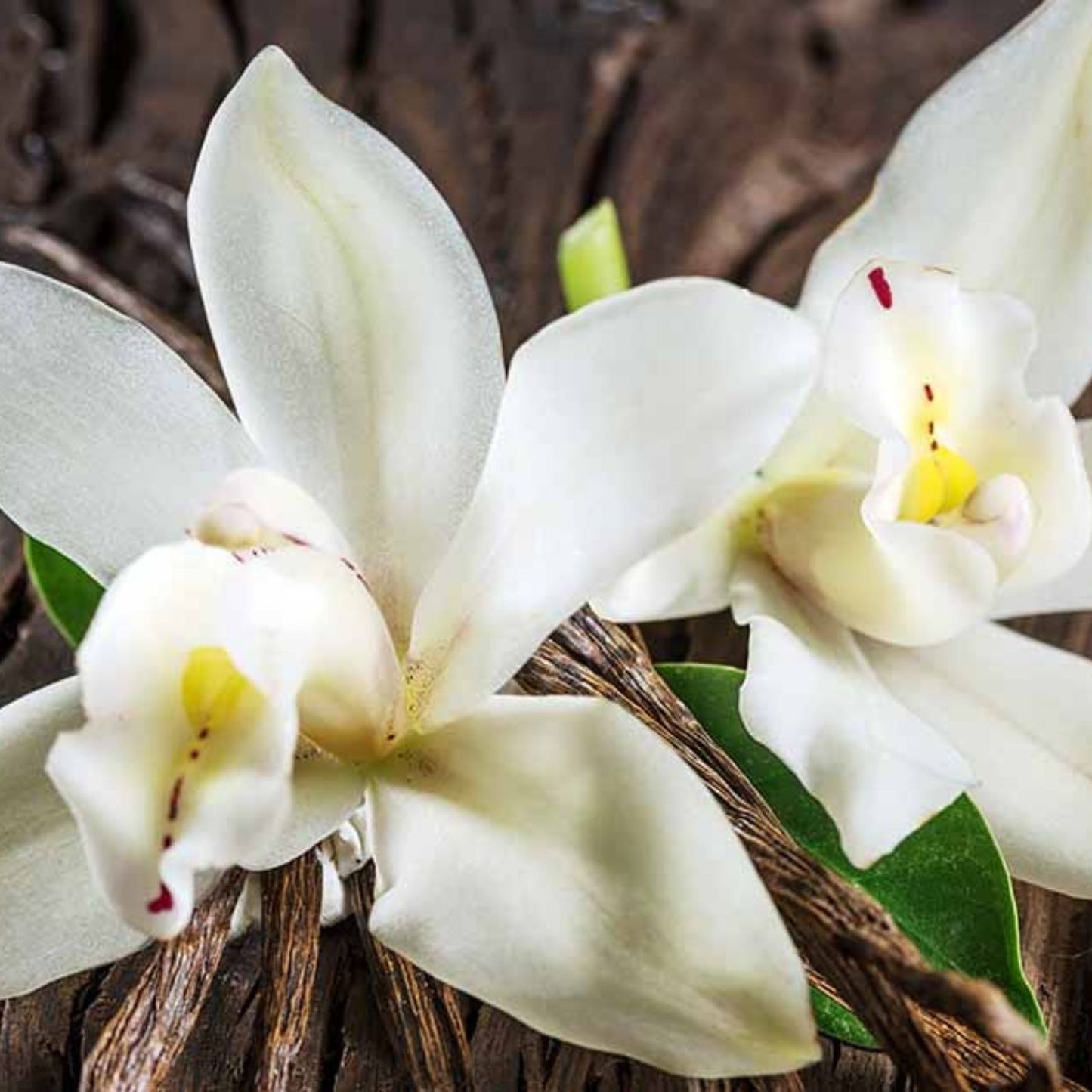 Vanilla Bean Orchid Cutting - 10-inch Fresh Vanilla Planifolia Orchid Plant - Tropical Houseplant for Aromatic Flowers