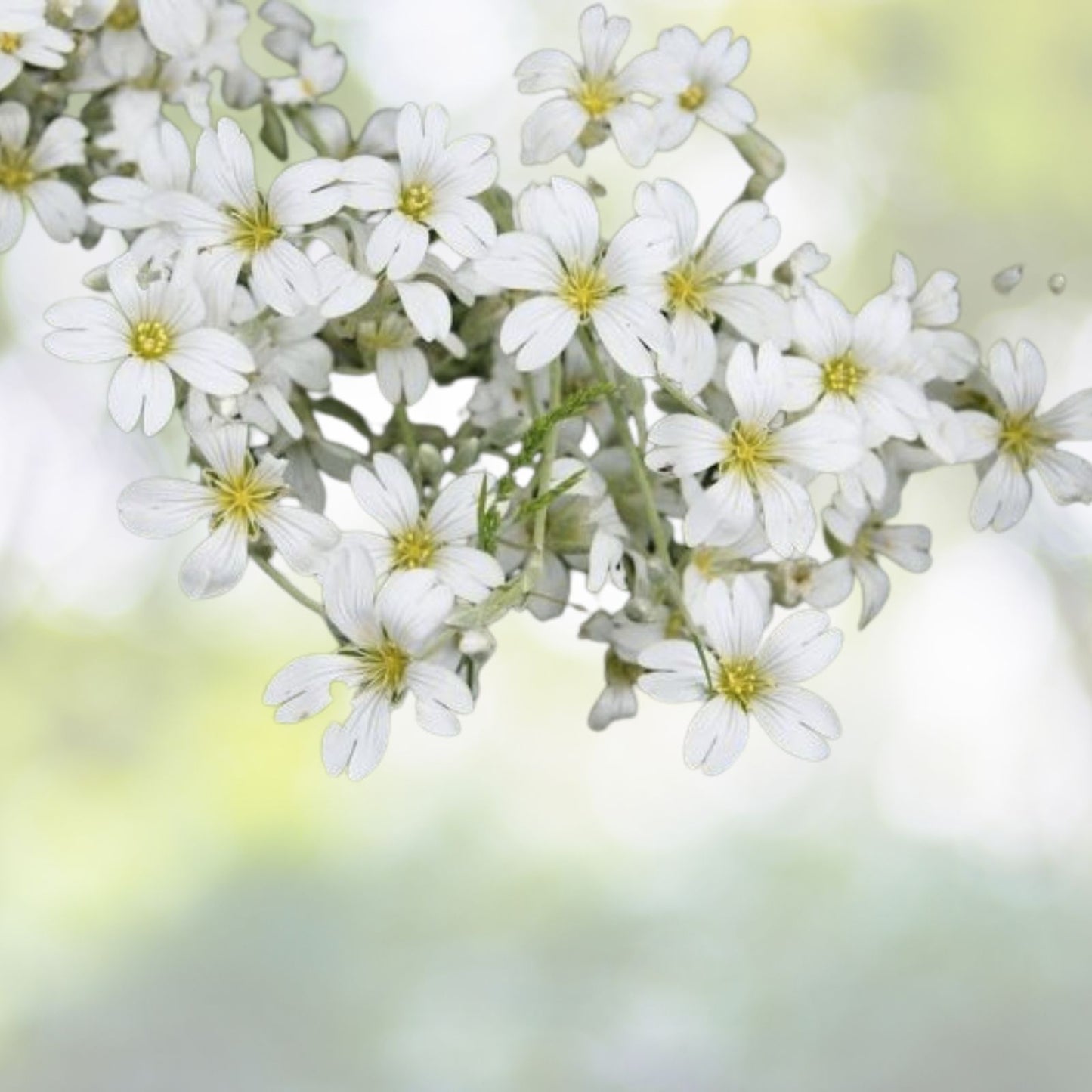 Baby's Breath Seeds 500+ Count White Flowers Gypsophila Elegans Drought Tolerant