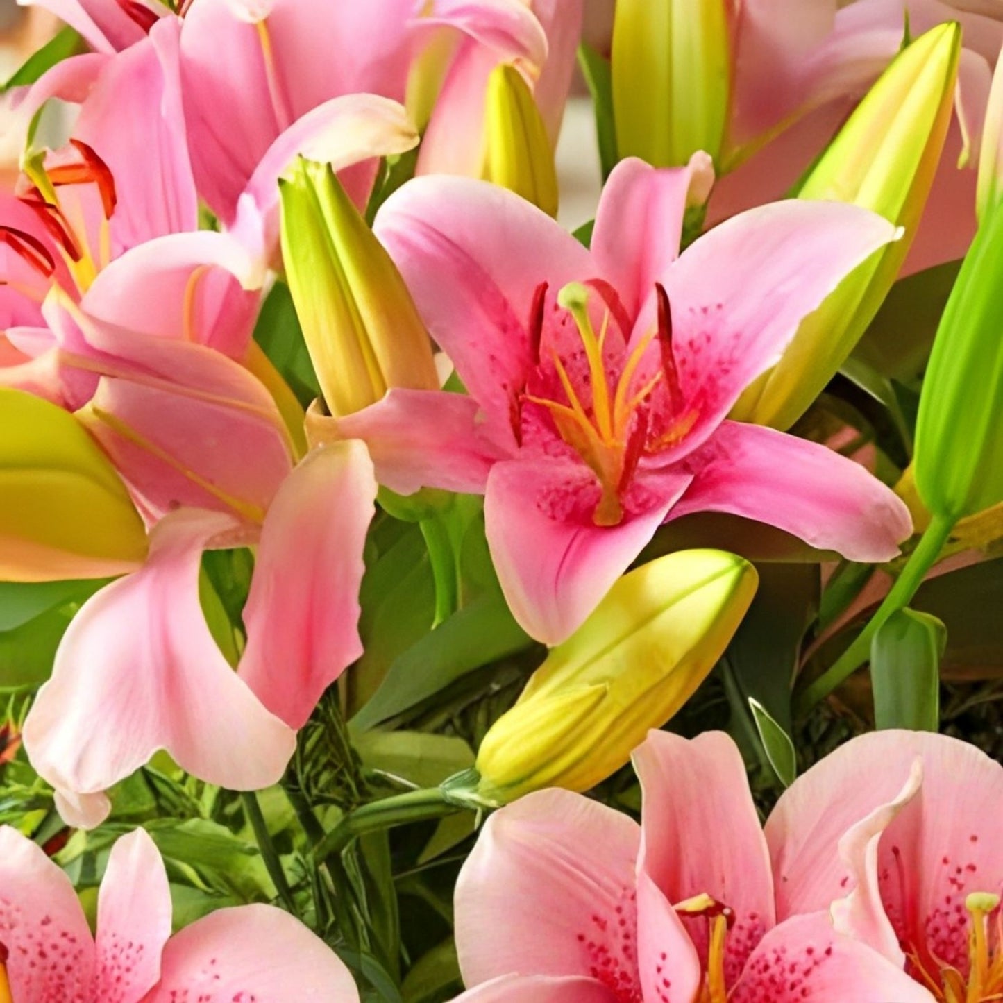 Pink Passion Lily Bulbs 5 Pack – Lilium 'Pink Passion' Perennial Flowering Plant for Gardens and Landscapes