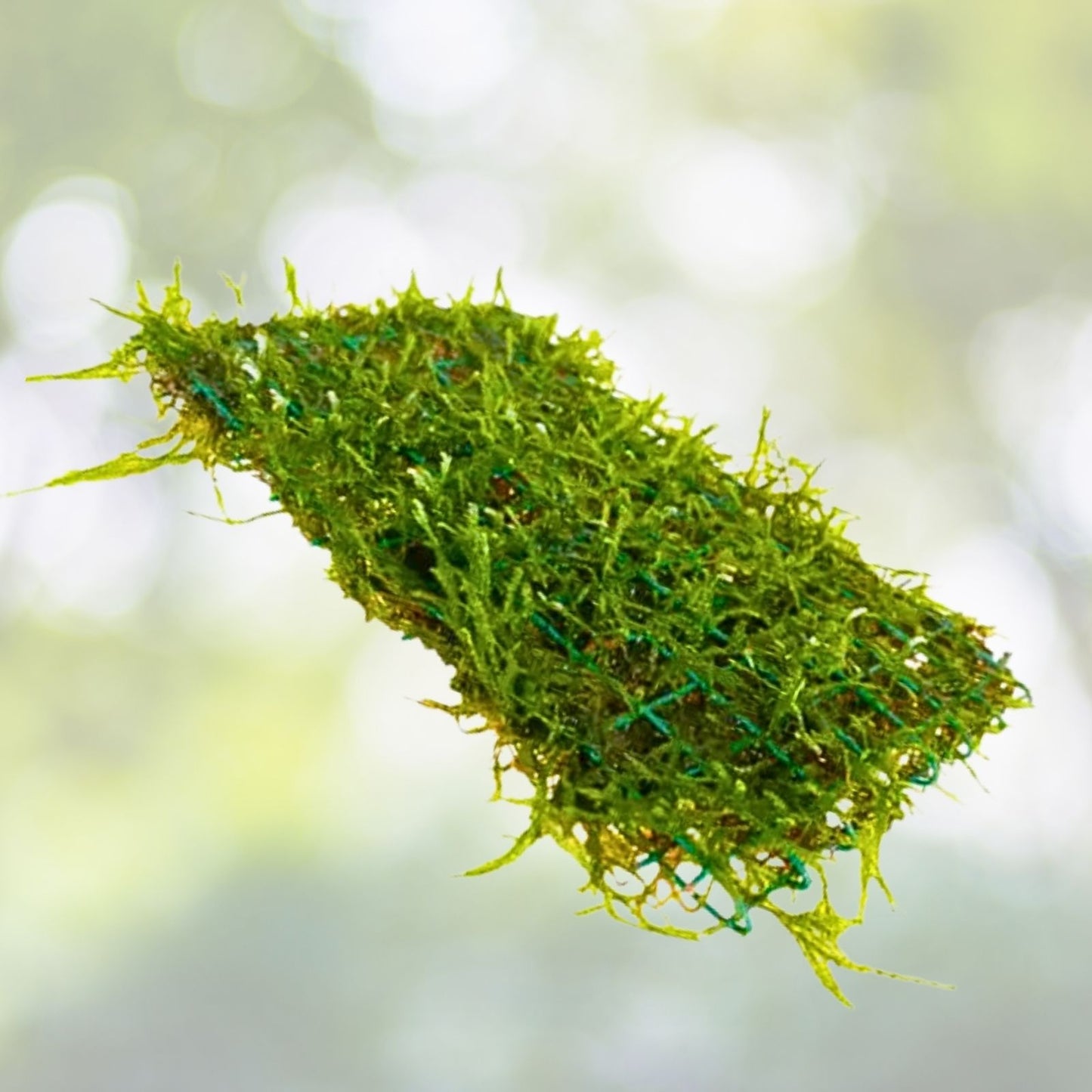 Java Moss Portion on Weighted Mat - Aquatic Plant for Aquariums - Taxiphyllum barbieri - Freshwater Aquarium Decor