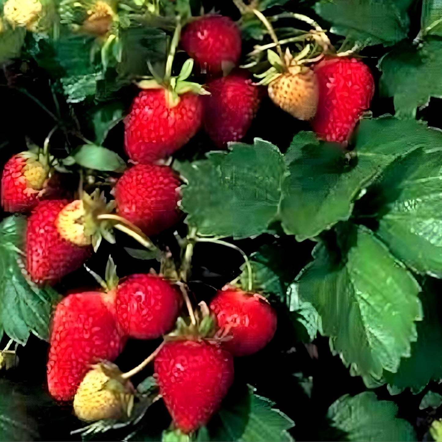 Wild Strawberry Seeds 200+ Pack – Edible Garden Fruit – Fragaria Vesca – Heirloom Variety