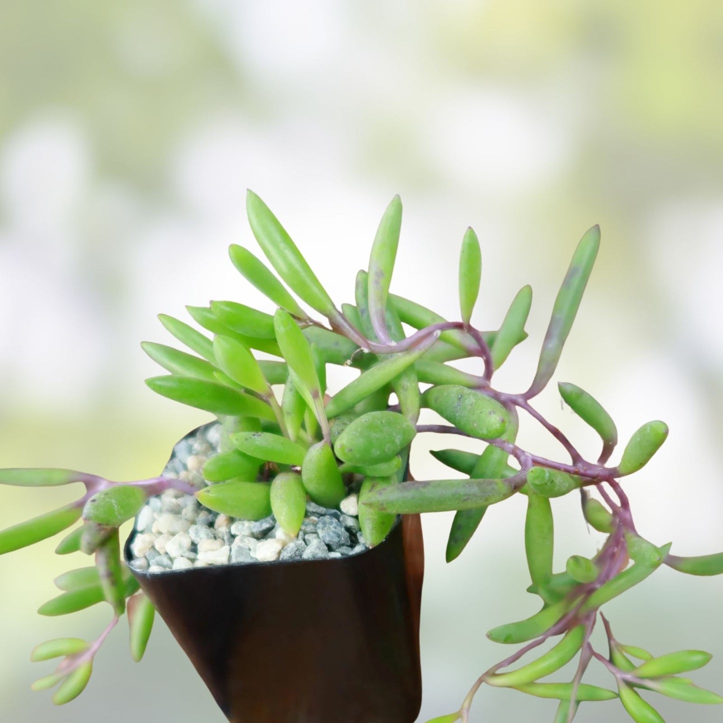 Healthy Succulent Cuttings - 10 Othonna Capensis "Ruby Necklace" Organic Plant for Home Decor