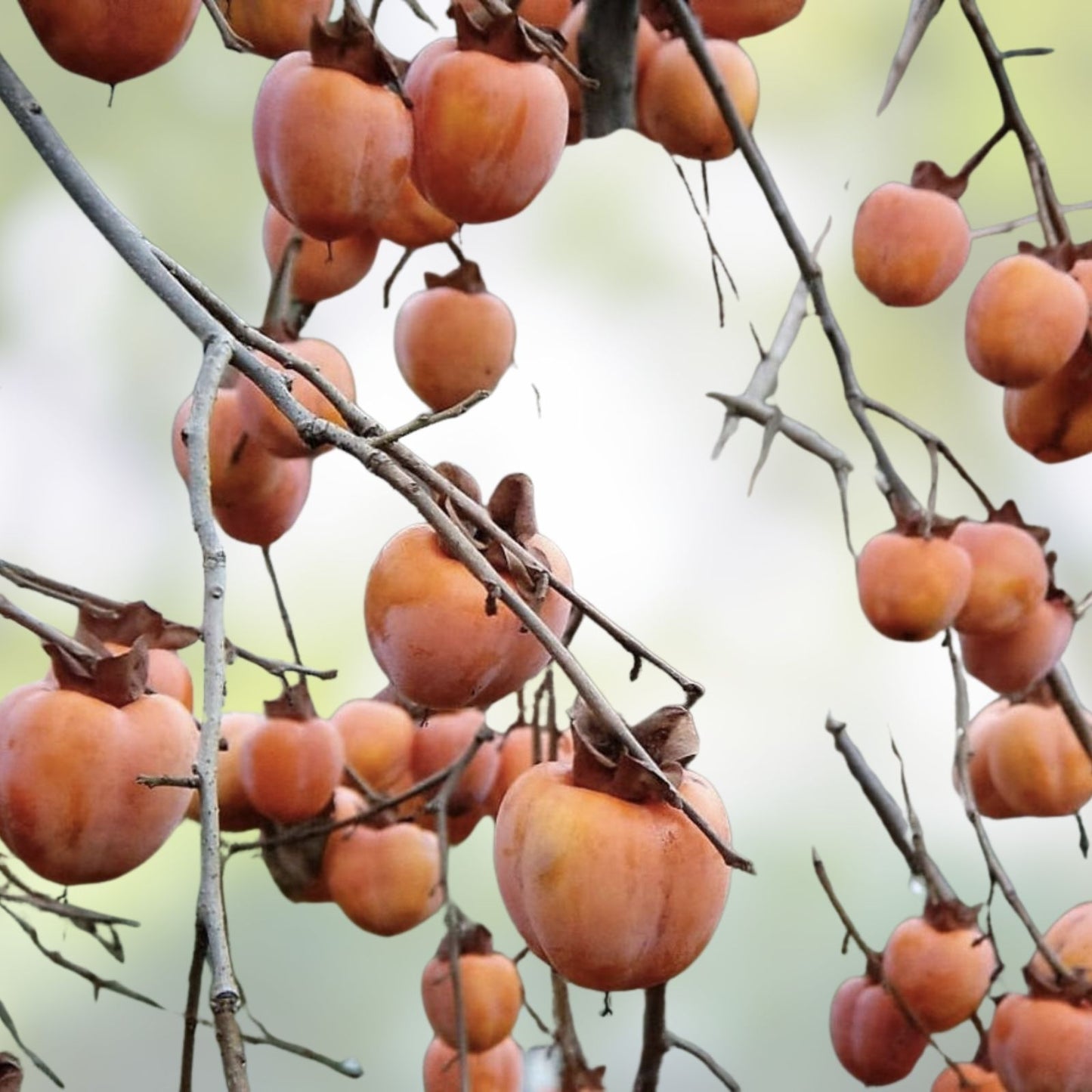 Japanese Persimmon Seeds 5 Pack, Diospyros kaki, Edible Fruit Tree for Home Gardens, Free Shipping USA
