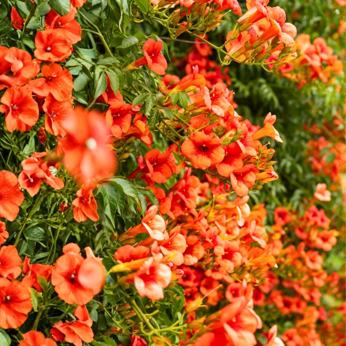 Trumpet Creeper Seeds - 100+ Perennial Flower Vine Seeds - Campsis radicans - USA Seller