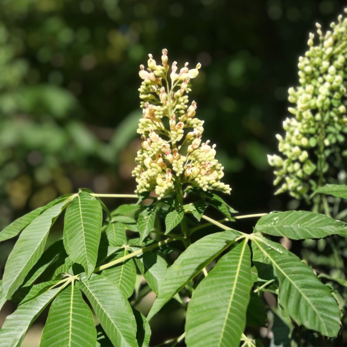 Yellow Buckeye Live Plant 16" Bare Root Aesculus flava Illinois Native Yellow Flowers Fall Color