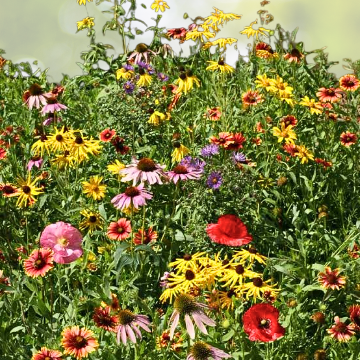 Bulk Pack Wildflower Seeds - Non-GMO Perennial Mix for Fall or Spring Planting - 3000+ Seeds