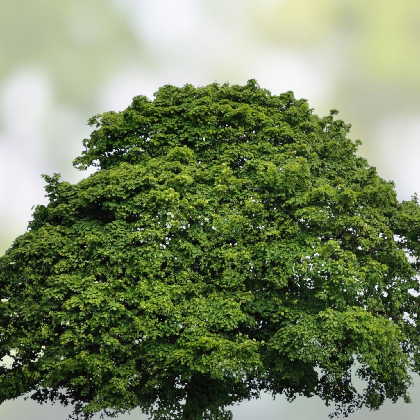 Sycamore Tree Set of 2 Bare Root Live Plants 18+ Inches Deciduous Platanus occidentalis Landscaping Trees