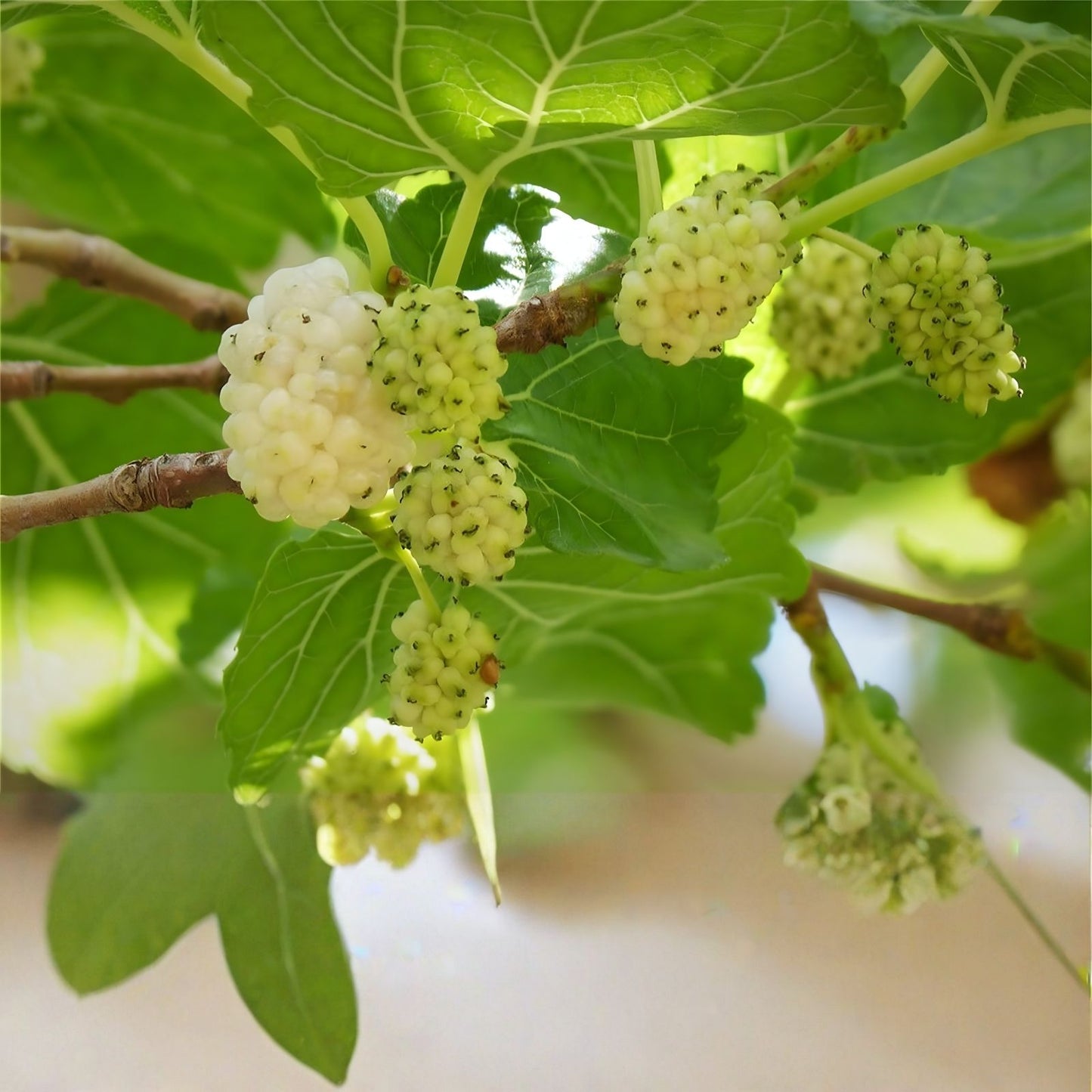 White Mulberry Tree Seeds – 50+ Non-GMO Morus Alba Fruit Tree Seeds for Growing and Planting