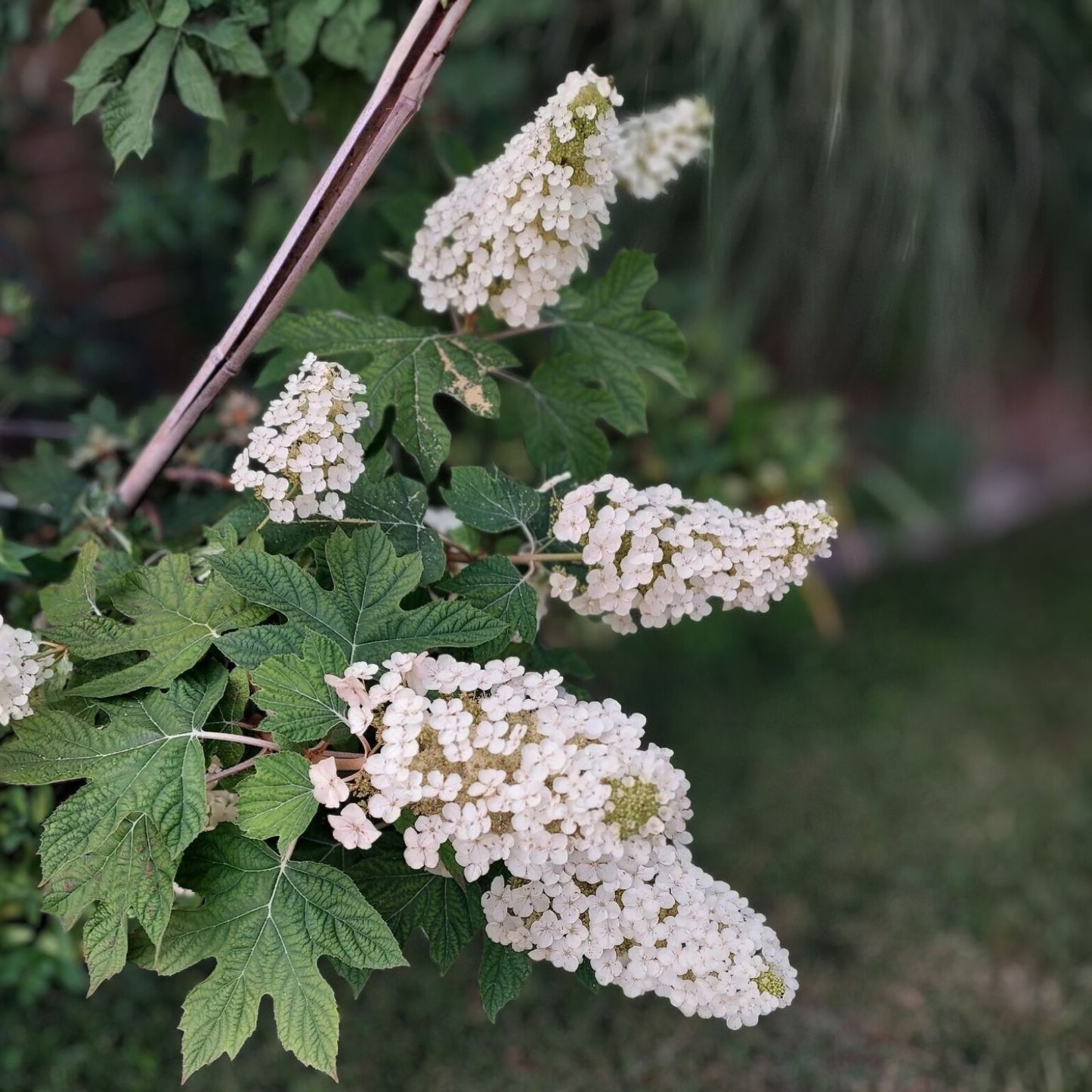 Live Oakleaf Hydrangea Cuttings - Single Stem 5-14" - Hydrangea quercifolia - Traditional Variety