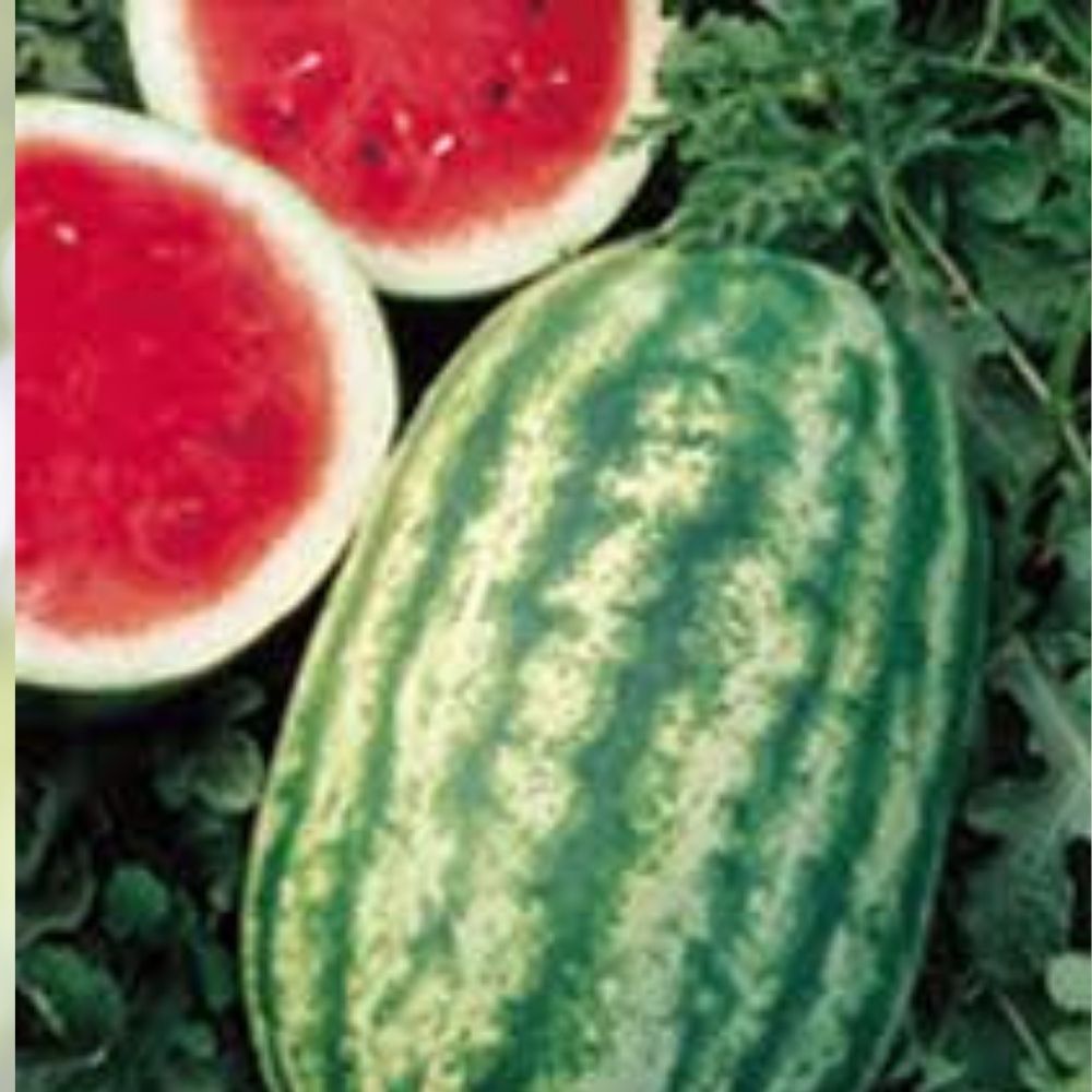 Stargazer Watermelon Seeds 20 Pack Organic Non-GMO Heirloom USA Grown Citrullus lanatus