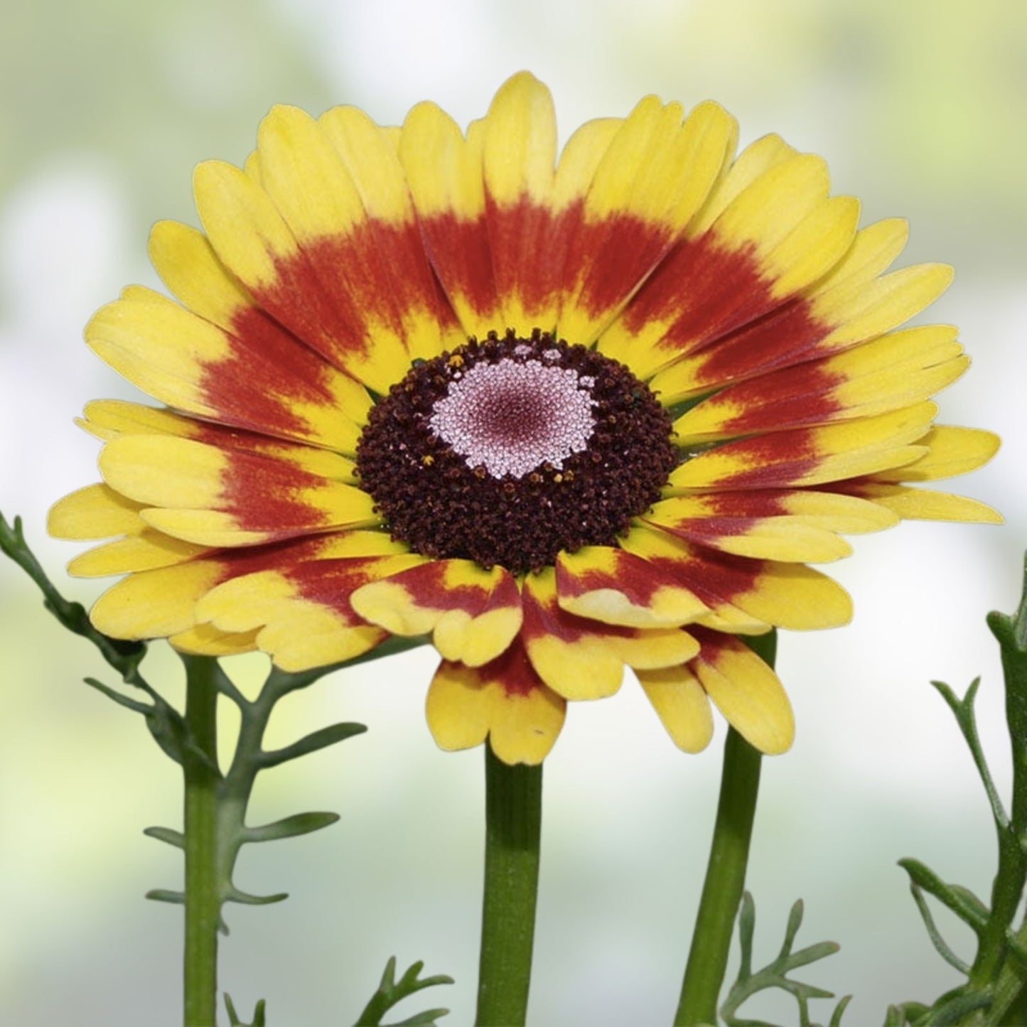 Painted Daisy Flower Seeds 100 Pack - Chrysanthemum carinatum - Garden Flower Seeds for Pollinator Gardens