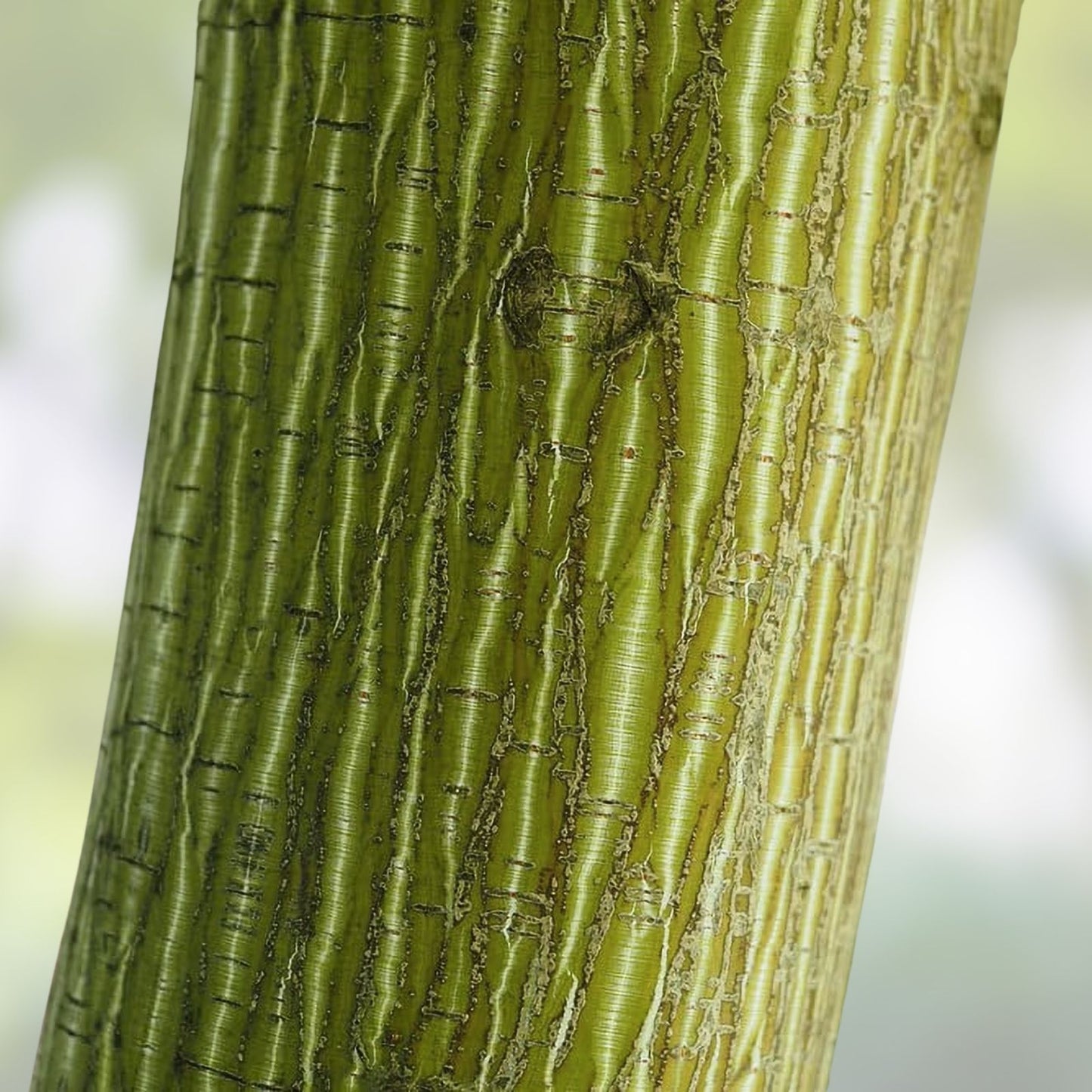 Snake Bark Maple Tree Seeds 30 Pack Acer capillipes for Planting Landscaping Ornamental Tree Seeds