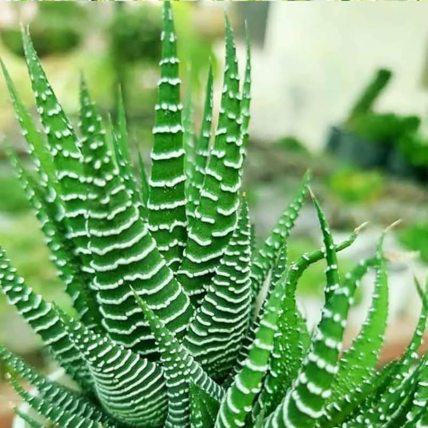 Haworthia Succulent Plant - Easy to Grow Indoor Cactus with 2 Free Cuttings - Decorative Houseplant for Home or Office