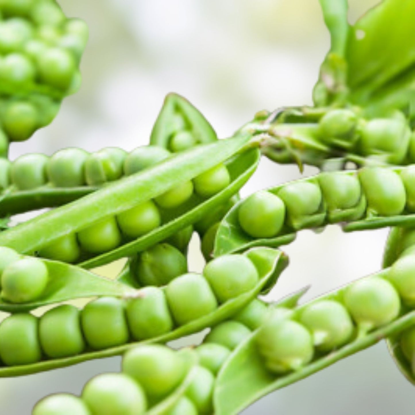 Heirloom Pea Seeds Little Marvel Non-GMO 20+ Seeds Garden Planting Pisum sativum