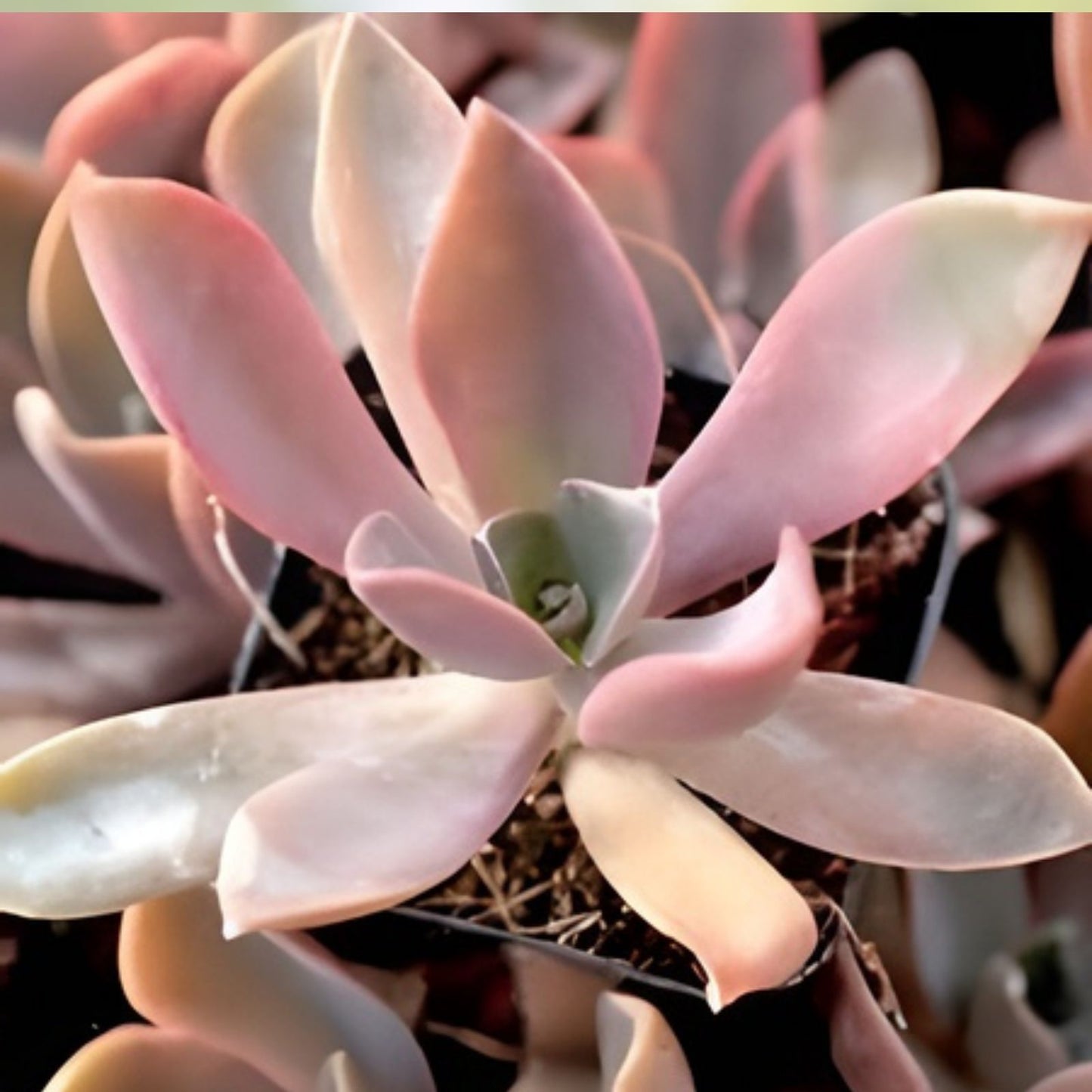 Graptoveria Fred Ives Succulent Plant - 5 Large Leaves for Propagation - Easy Care Variegated Succulent