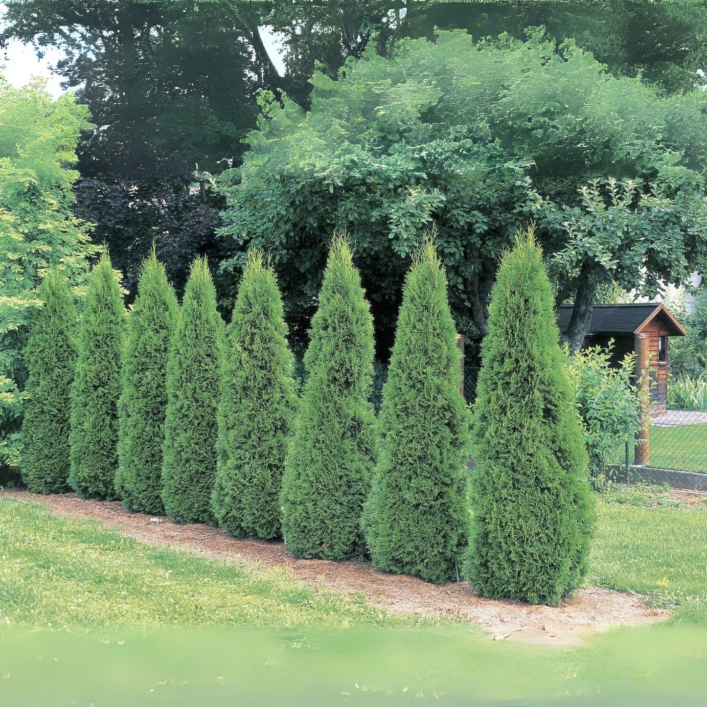 American Arborvitae Tree Seeds - 50 Evergreen Seeds for Property Border - Thuja occidentalis