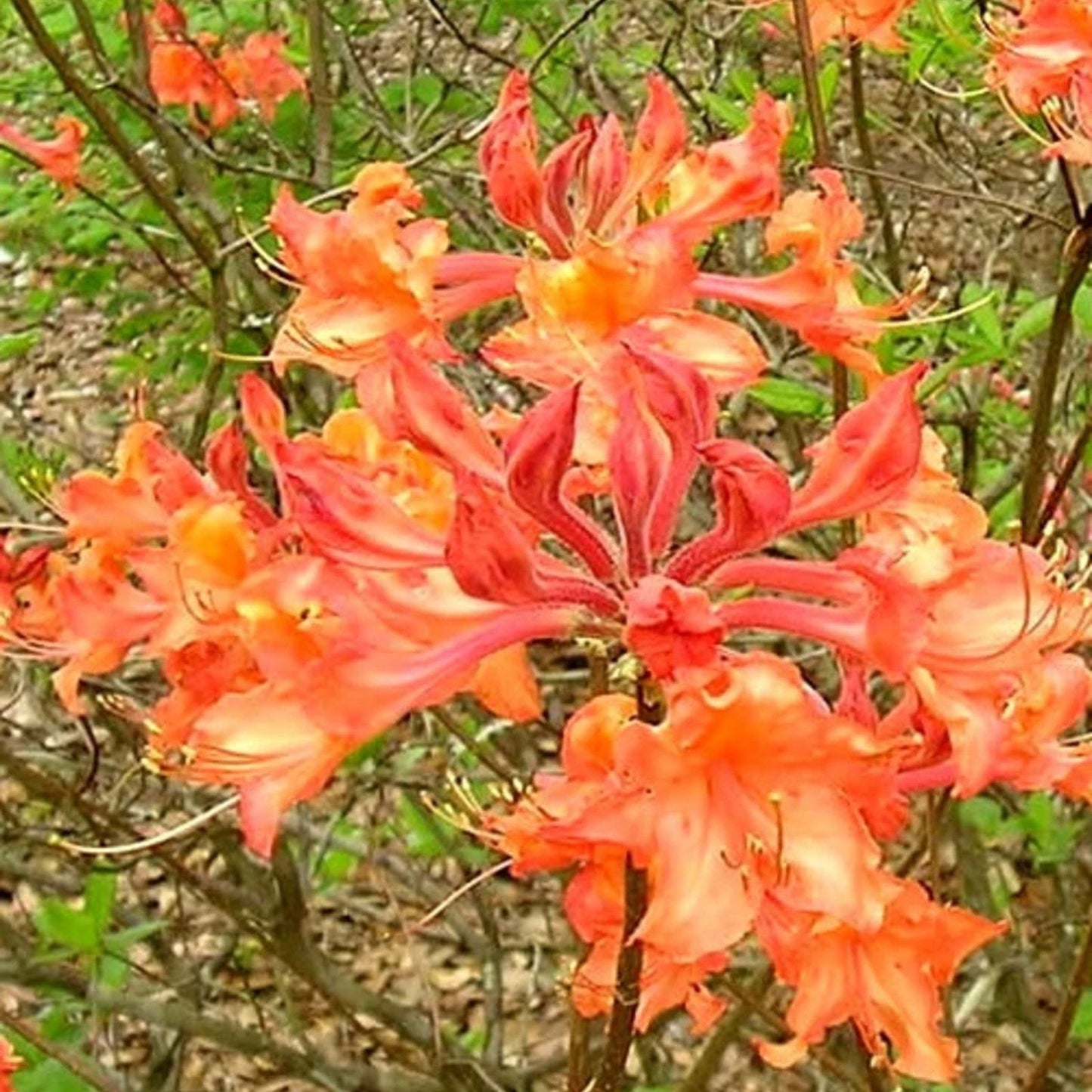 Aromi Azalea Plant - Well Rooted Rhododendron Hybrid - Fantastique - Evergreen Shrub for Garden and Landscape