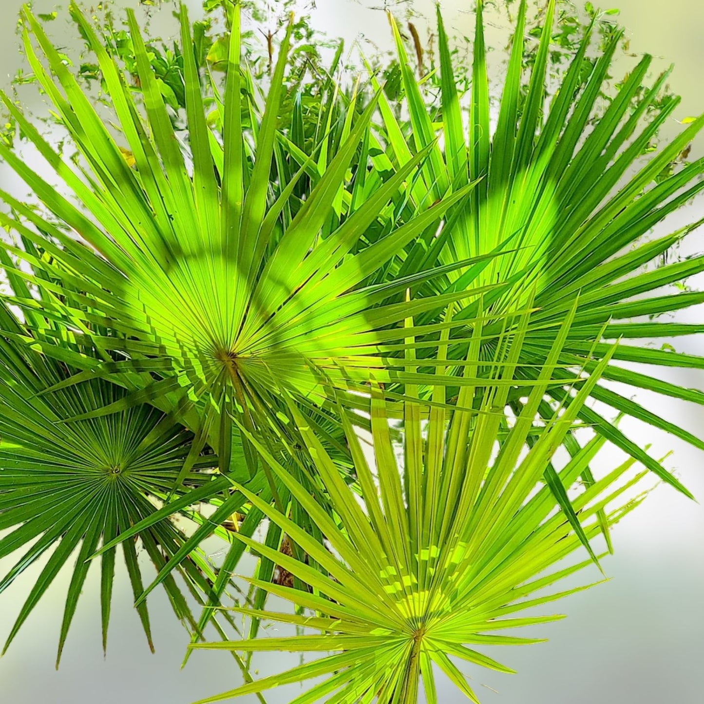 Dwarf Palmetto Plants 5 Live Sabal Minor Cold Hardy Drought Tolerant Southern Tough Zones 7-10